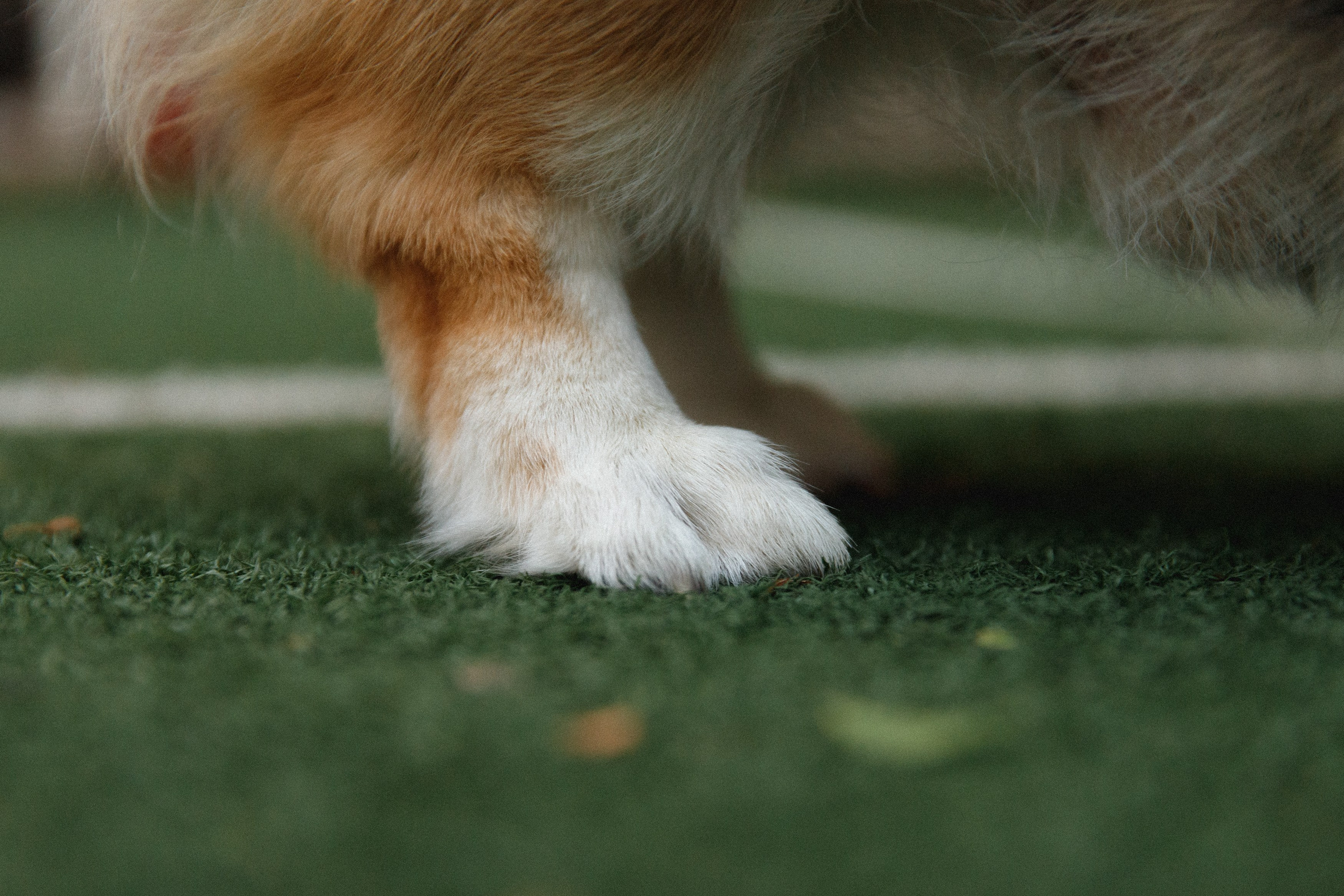 Sasha & Leonid. Kaja | fotograf psów we Wrocławiu