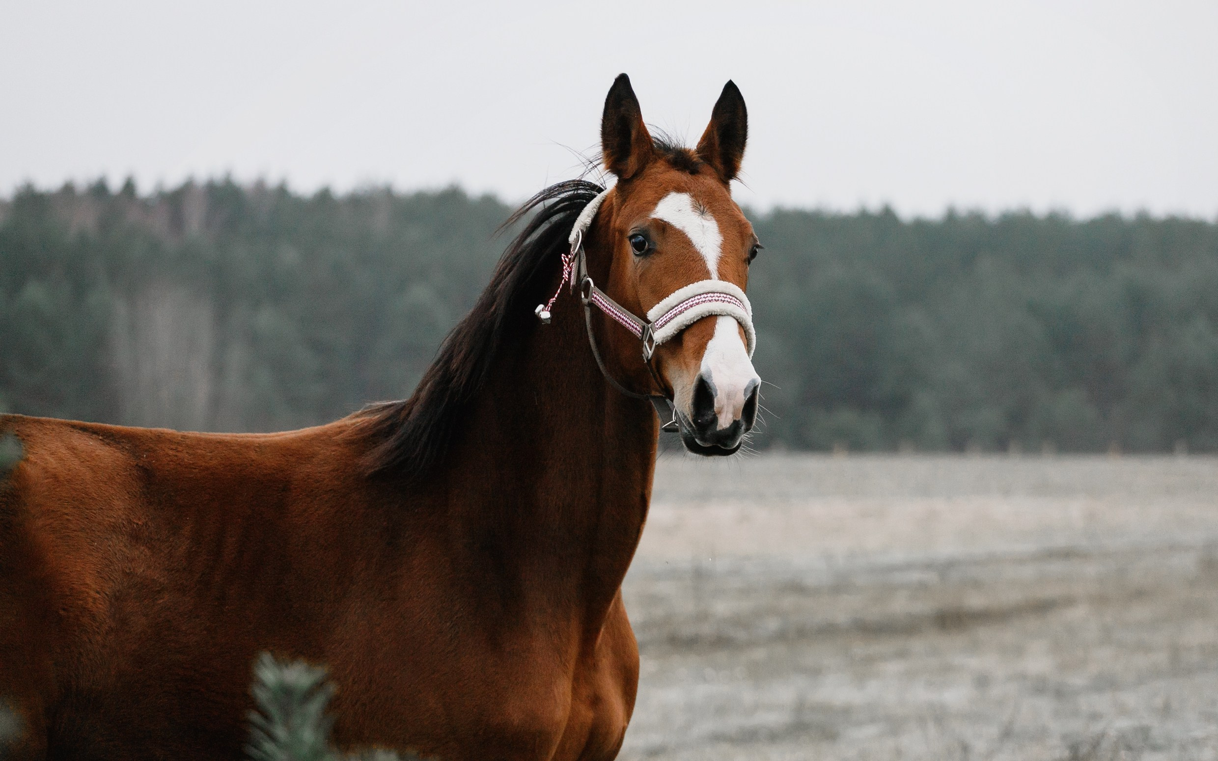Aibike | winter. Kaja | fotograf psów we Wrocławiu