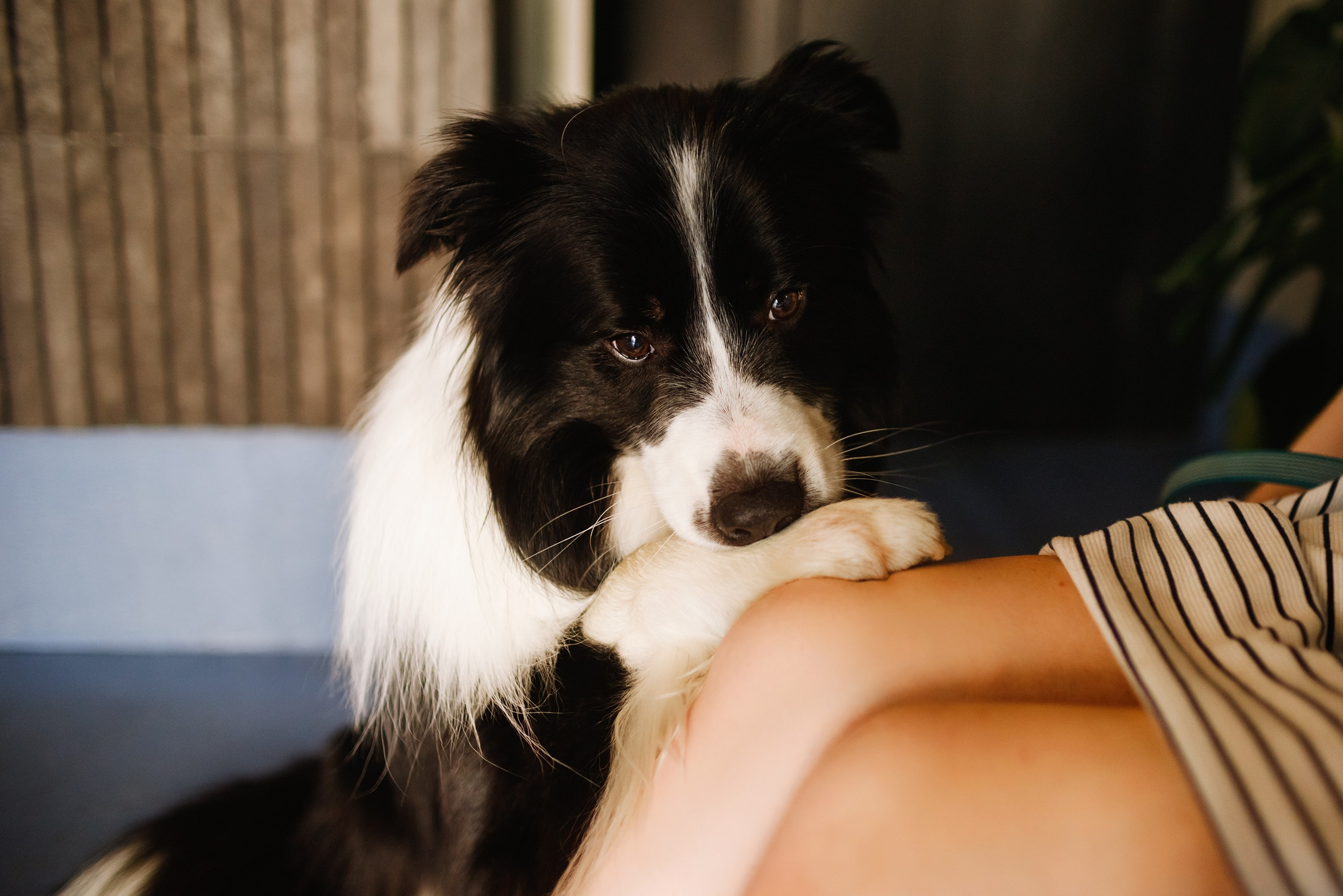 Evgenia & Richard. Kaja | fotograf we Wrocławiu | ludzie i psy