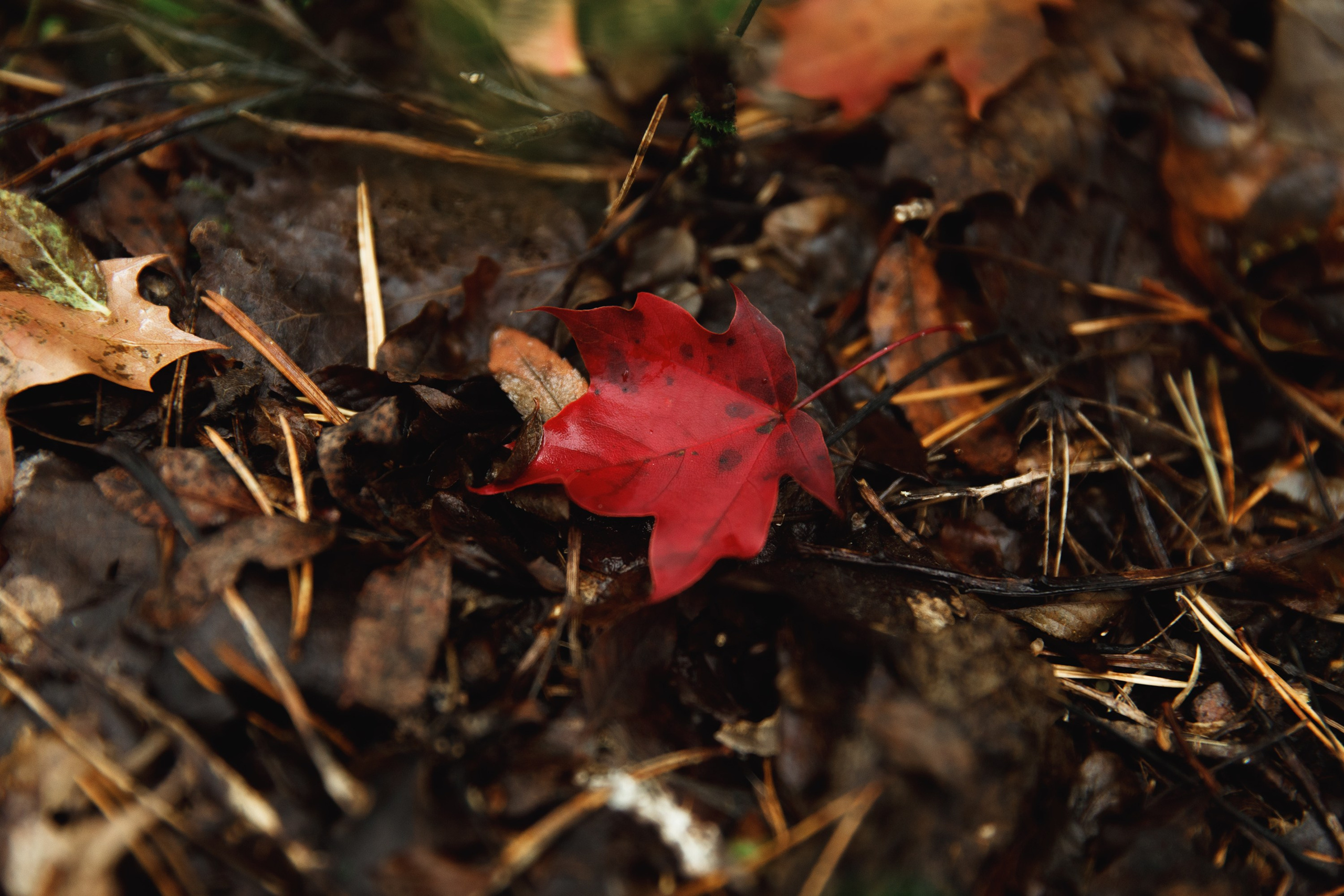 Turku. Kaja | fotograf psów we Wrocławiu