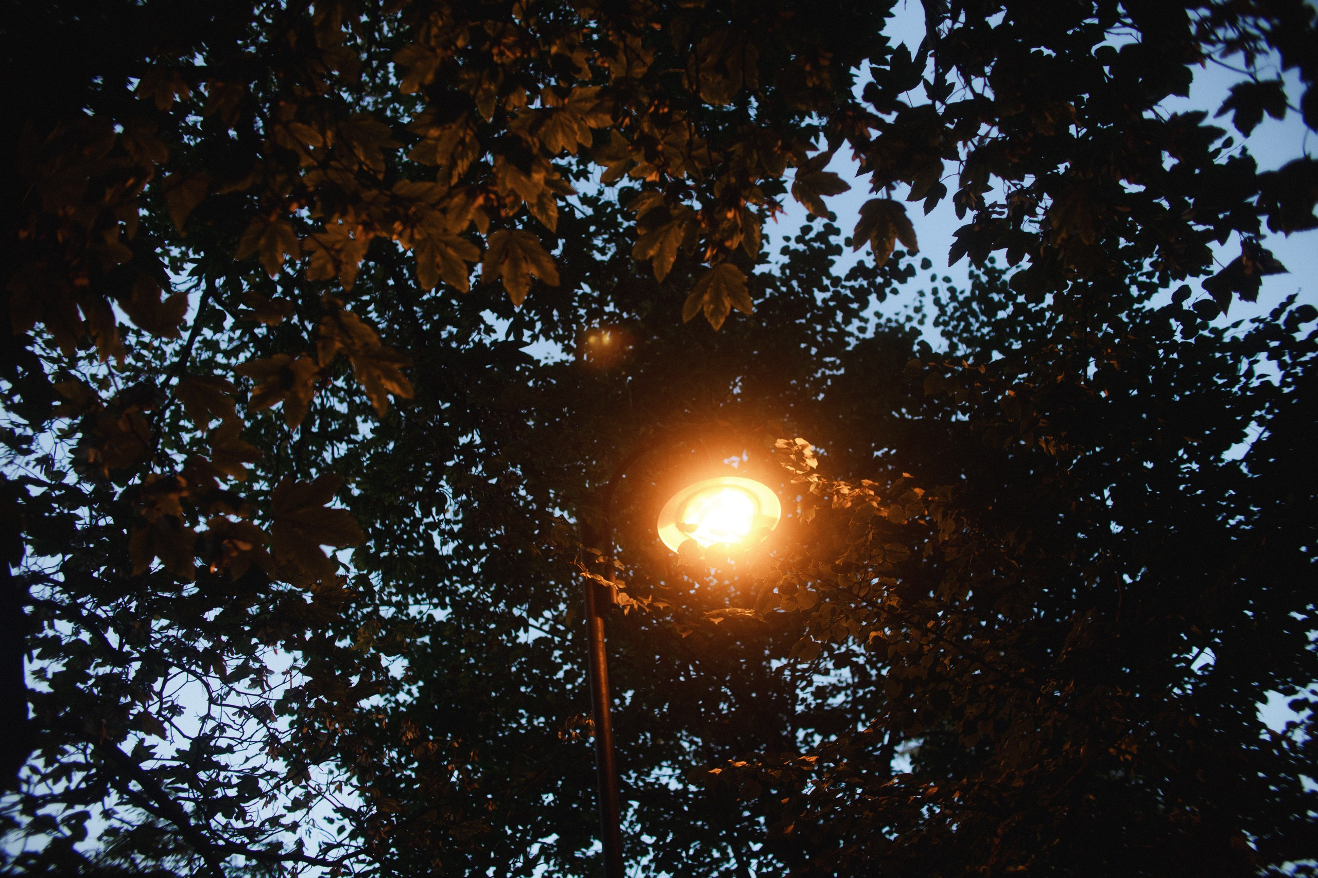 Nastya. Kaja | fotograf psów we Wrocławiu