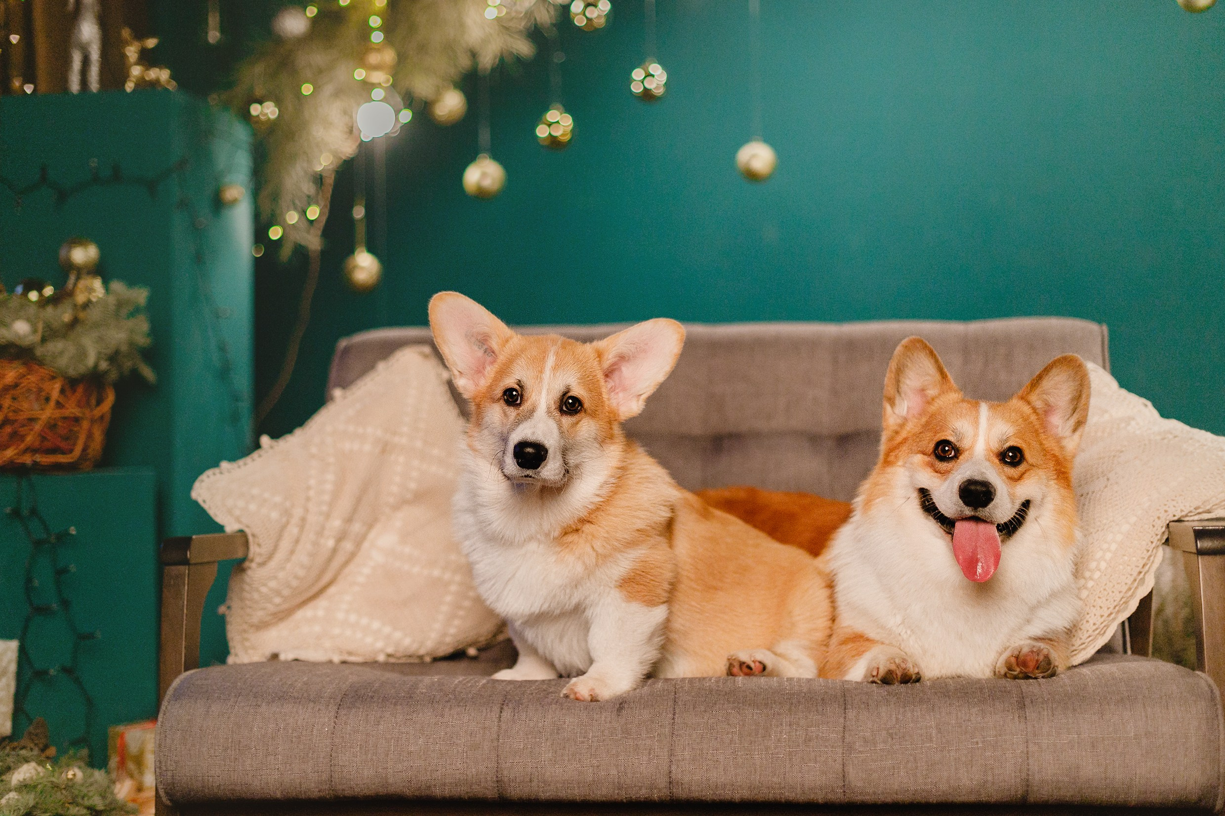 New Year corgis in studio. Kaja | fotograf we Wrocławiu | ludzie i psy