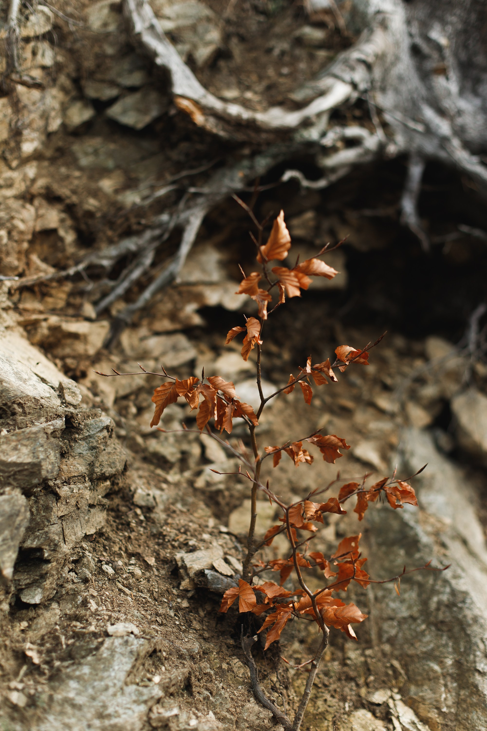 Sowie góry. Kaja | fotograf we Wrocławiu | ludzie i psy