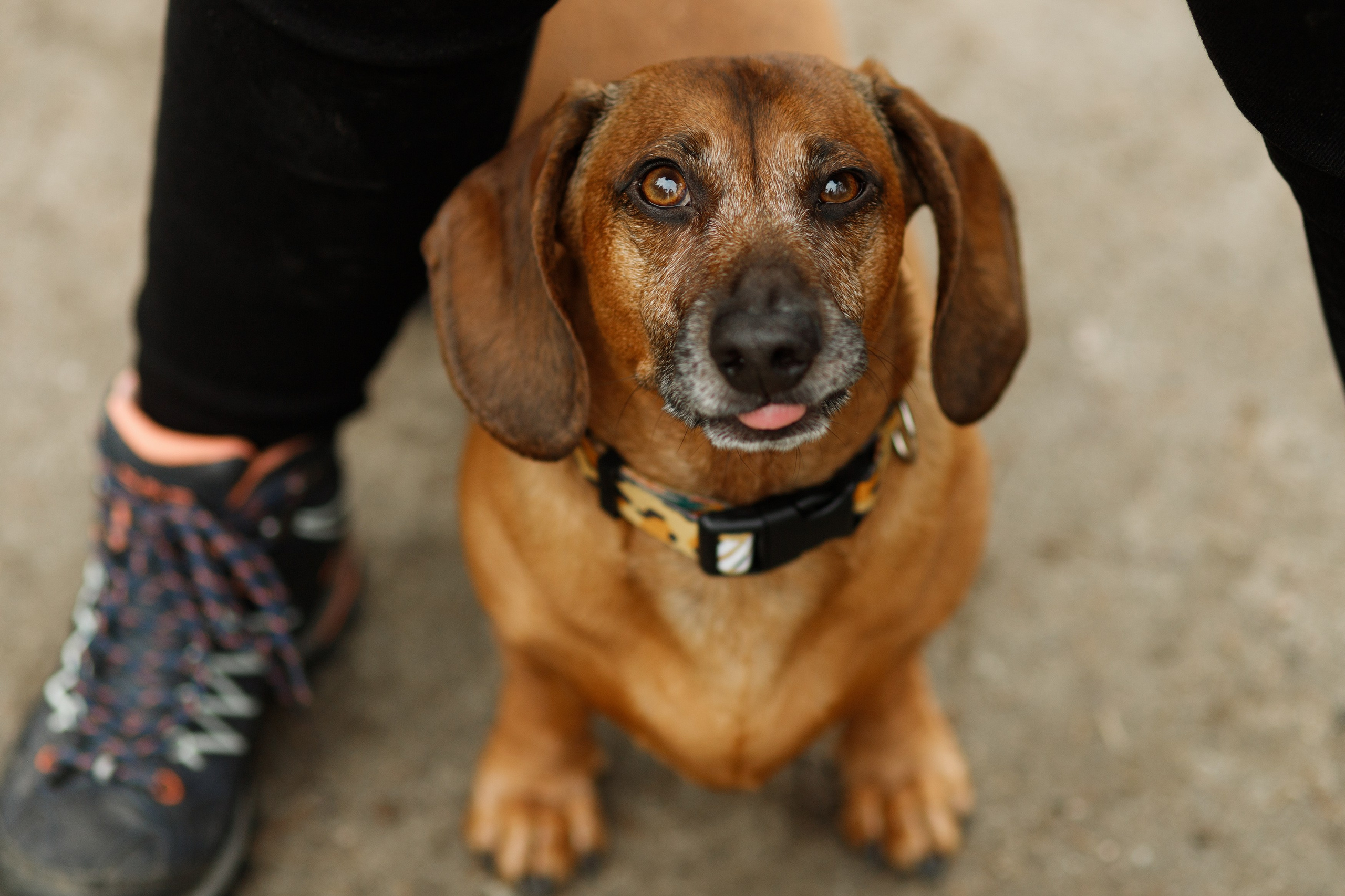 Ania, Franek & Vincent. Kaja | fotograf psów we Wrocławiu