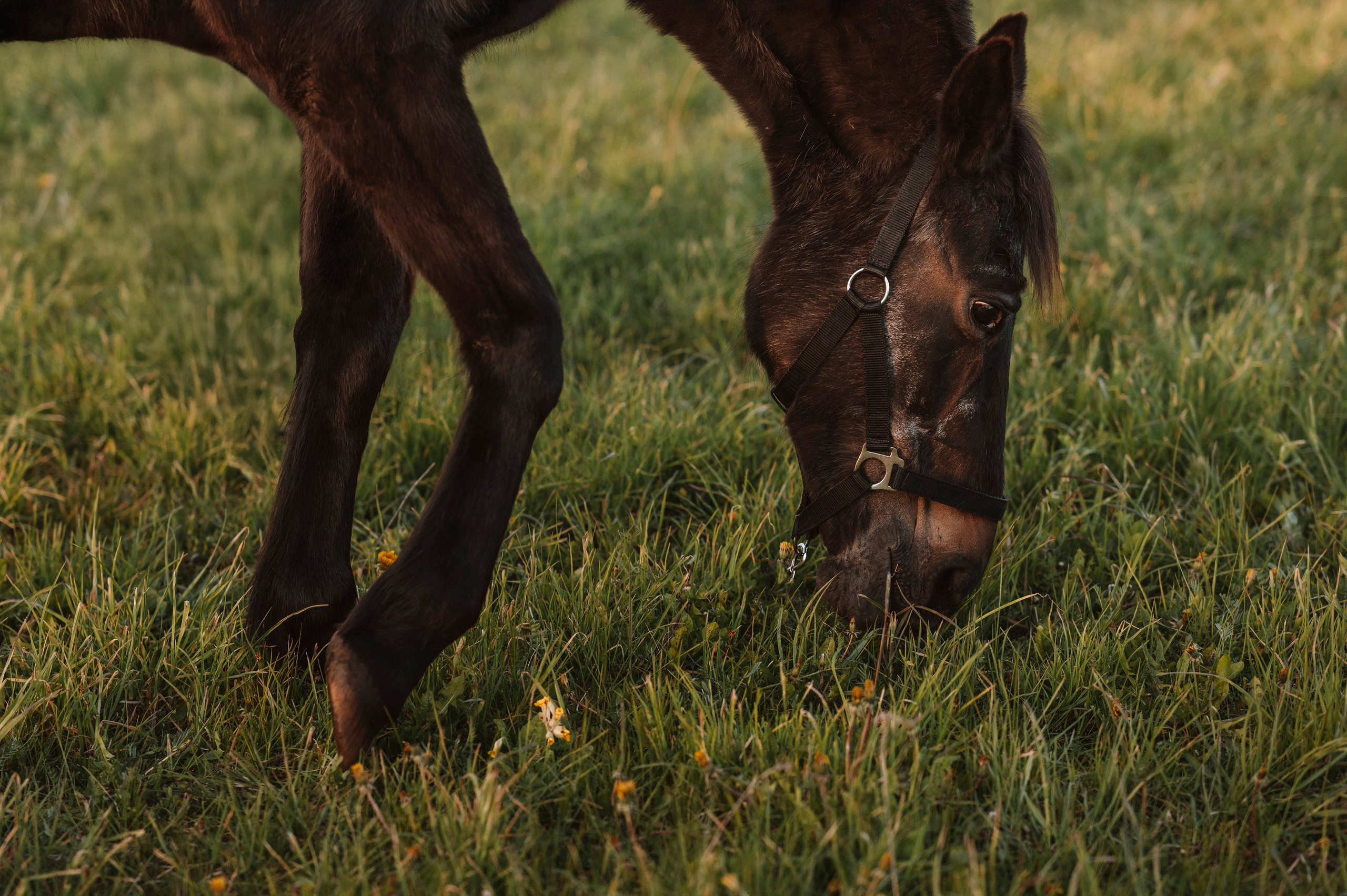 Agata. Фотограф Таллинн — свадьба |семья | lovestory