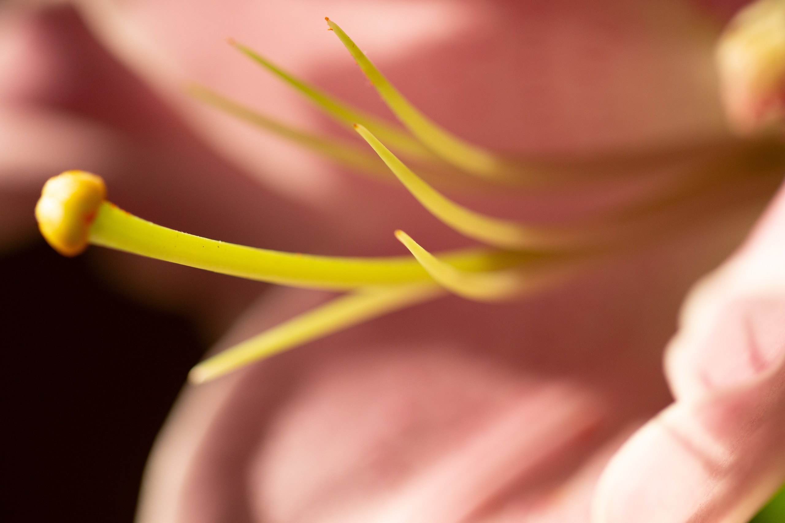 Tight macro shot of a pink flower with visible yellow stamens, emphasizing color contrast and floral anatomy