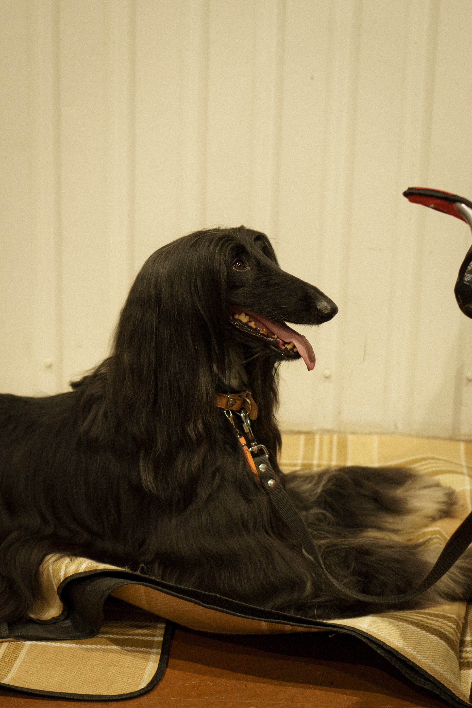 Tartu International Dog Show. Kat Laisaar — Pet photographer in Tallinn