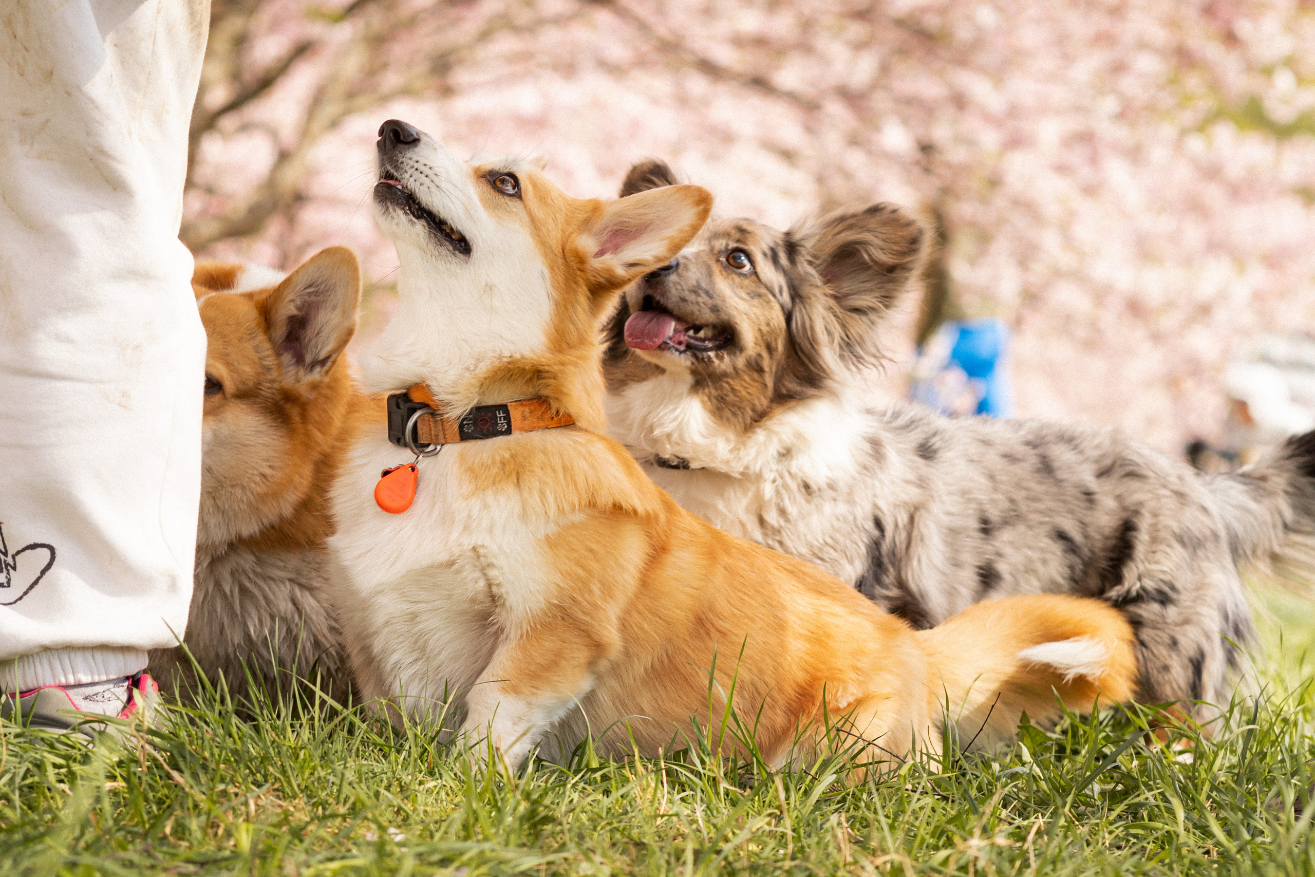Corgis in Sakura blossom. Kat Laisaar — Pet photographer in Tallinn