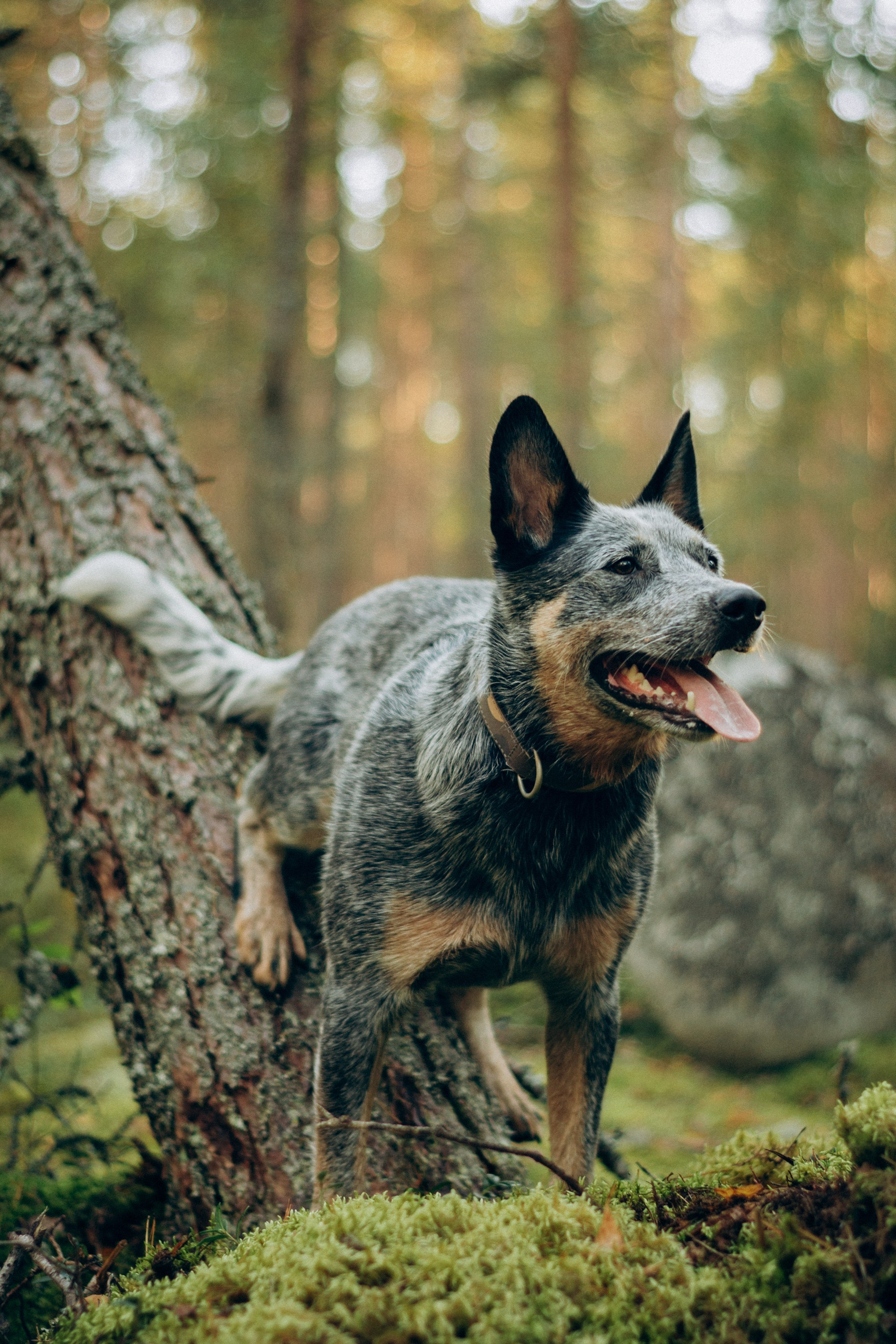 Polina and her Dakota, Blue Heeler. Kat Laisaar — Pet photographer in Tallinn