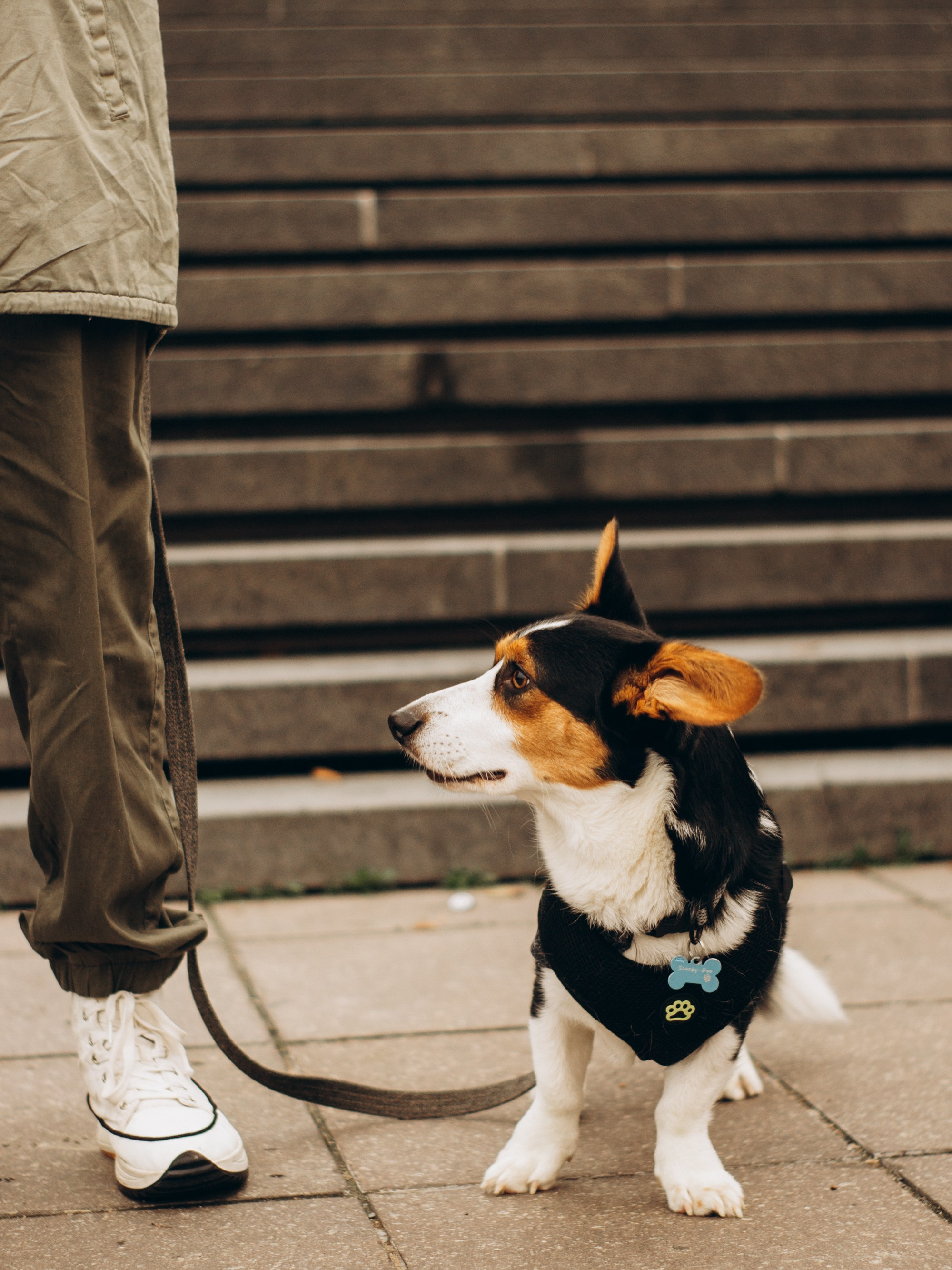 Corgi party, september. Kat Laisaar — Pet photographer in Tallinn