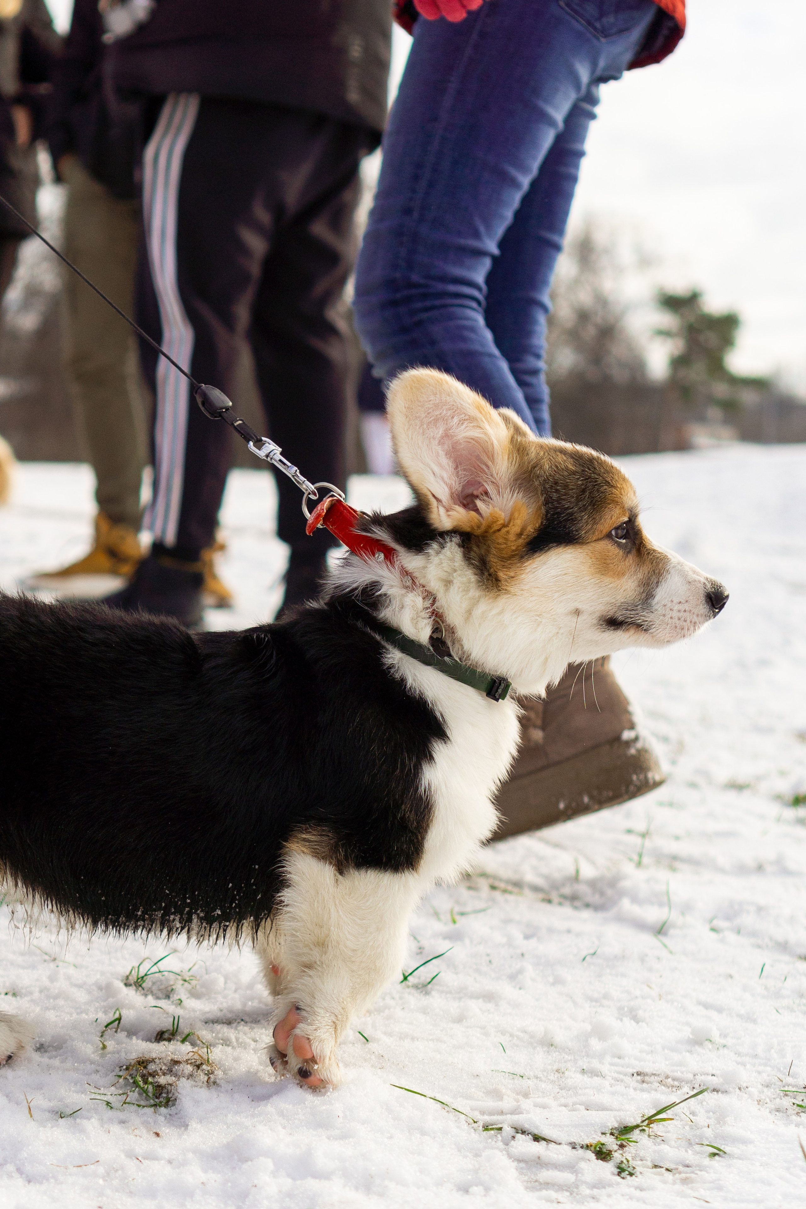 Corgi party, 23 feb. 2025. Kat Laisaar — Pet photographer in Tallinn