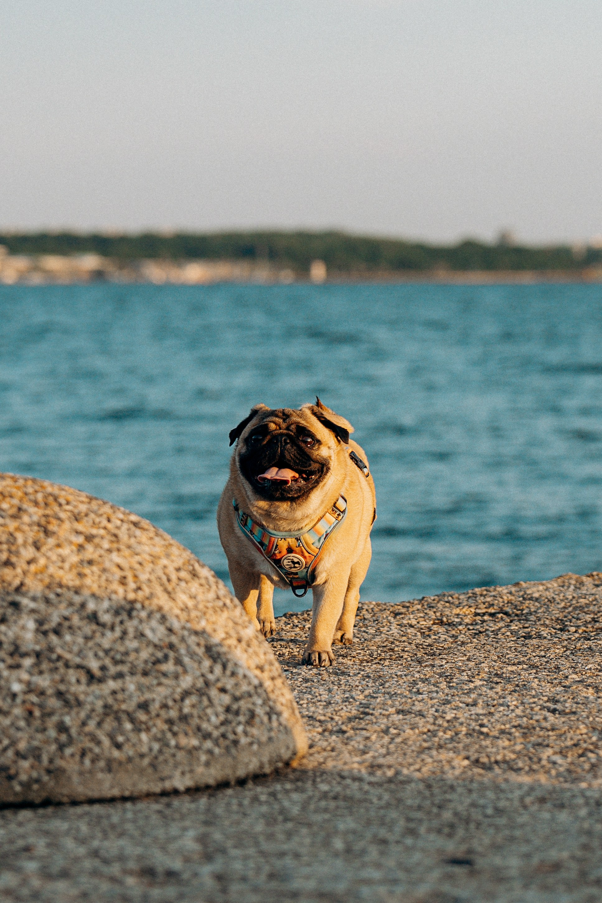 Frank, Tony, Katerina & Lev. Kat Laisaar — Pet photographer in Tallinn