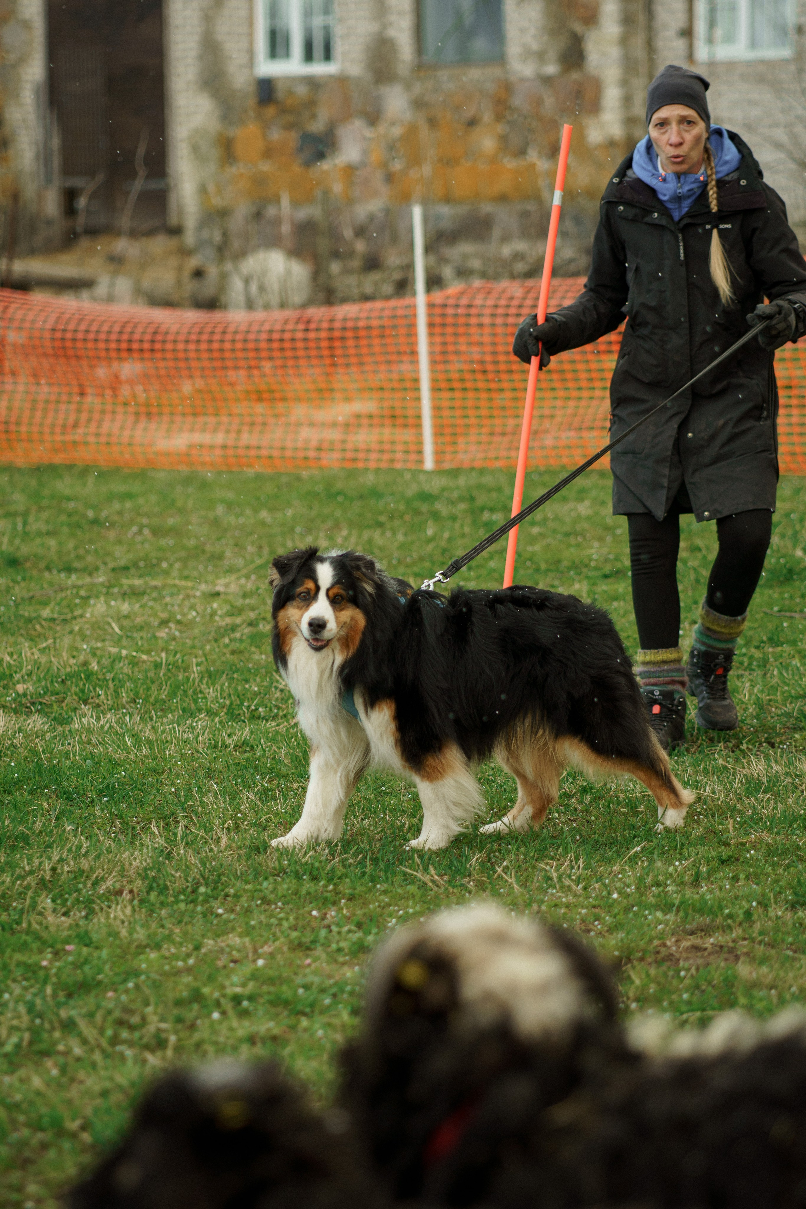 Herding Days, 26 apr. 2025. Kat Laisaar — Pet photographer in Tallinn