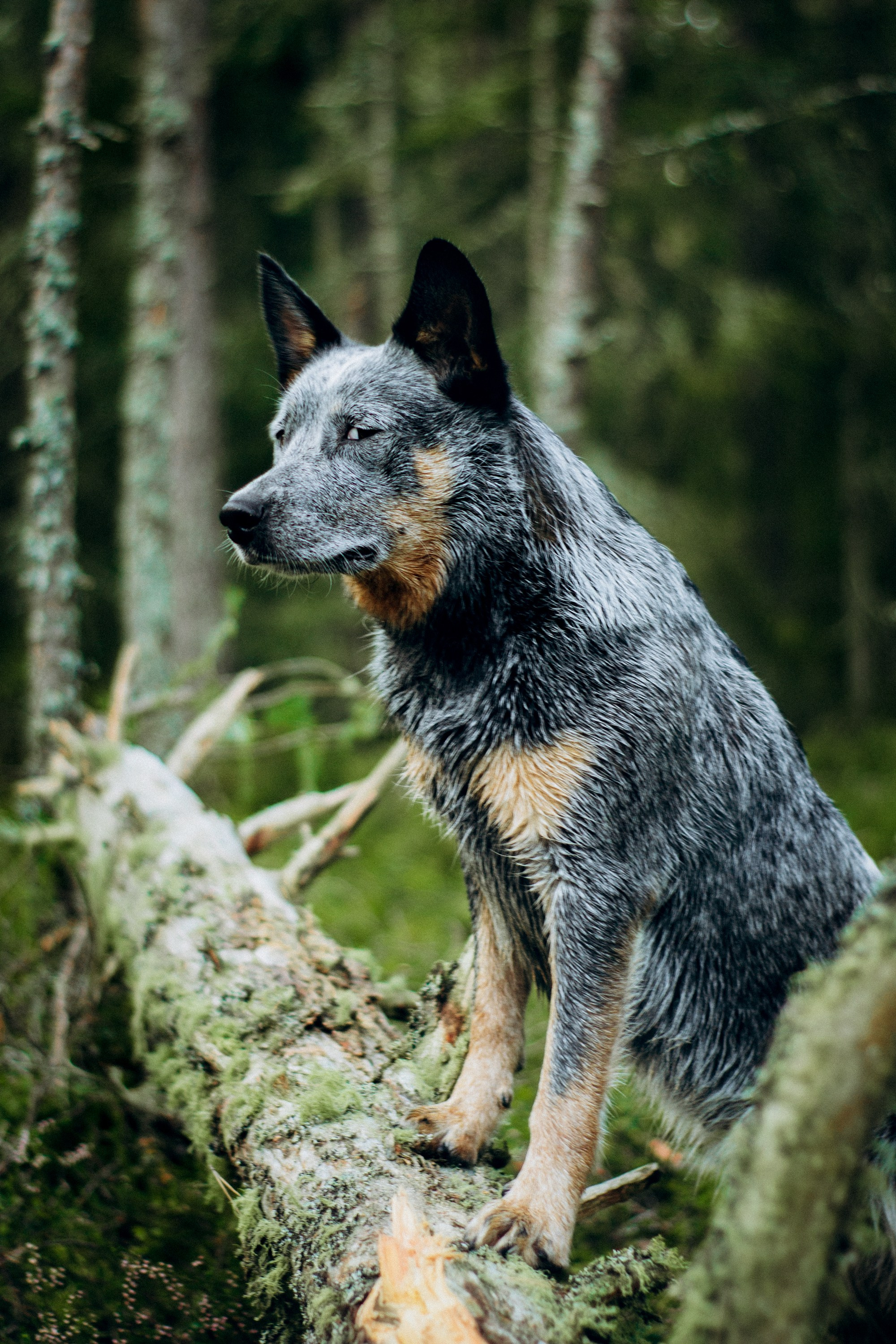 Dakota, Australian Cattle Dog. Kat Laisaar — Pet photographer in Tallinn