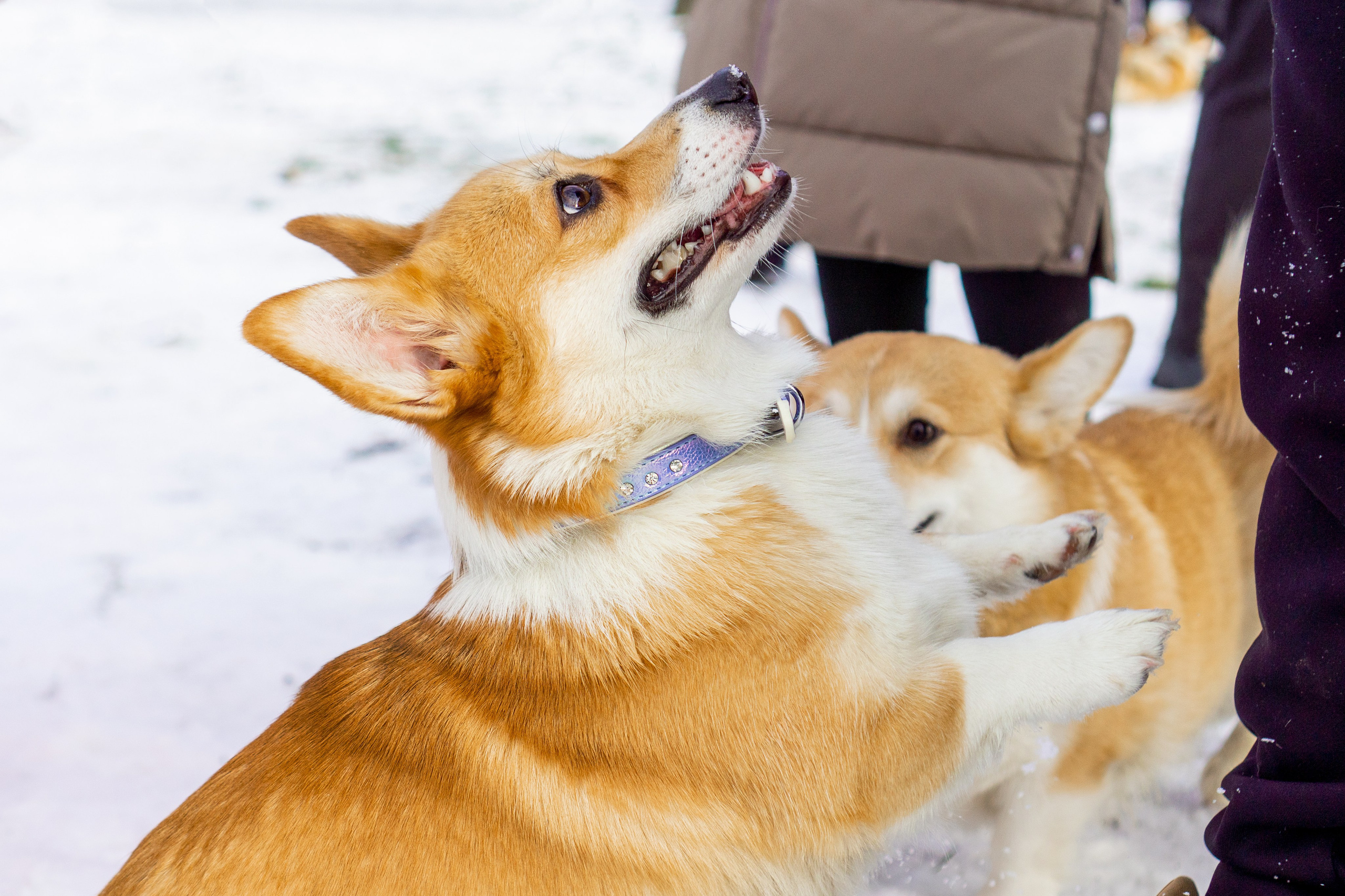 Corgi party, 23 feb. 2025. Kat Laisaar — Pet photographer in Tallinn