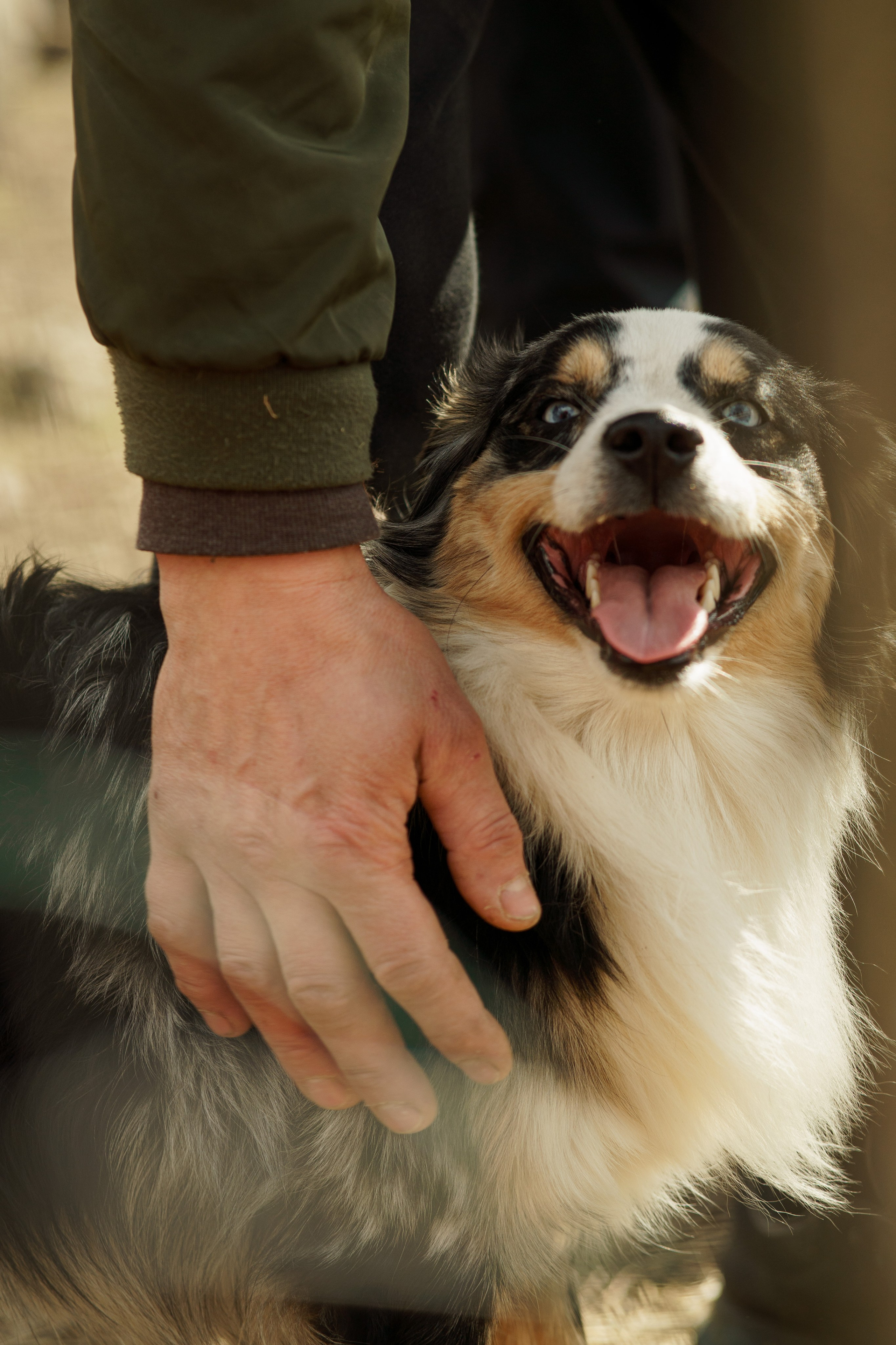 Herding Days, 26 apr. 2025. Kat Laisaar — Pet photographer in Tallinn