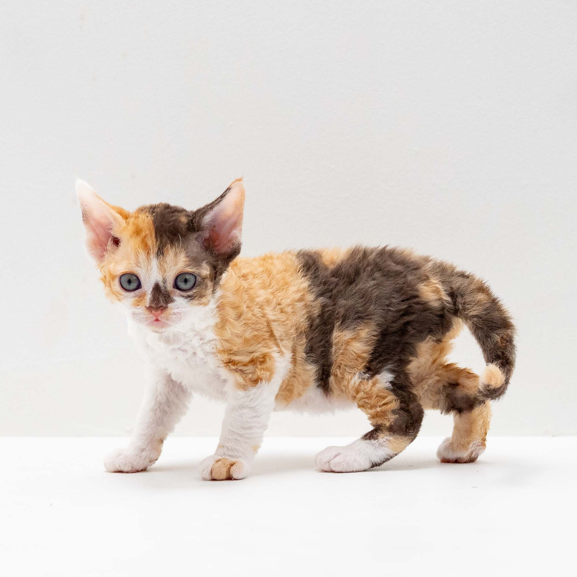 Sepulka,  girl, born on 01.18.25. Devon Rex Pixie Cattery