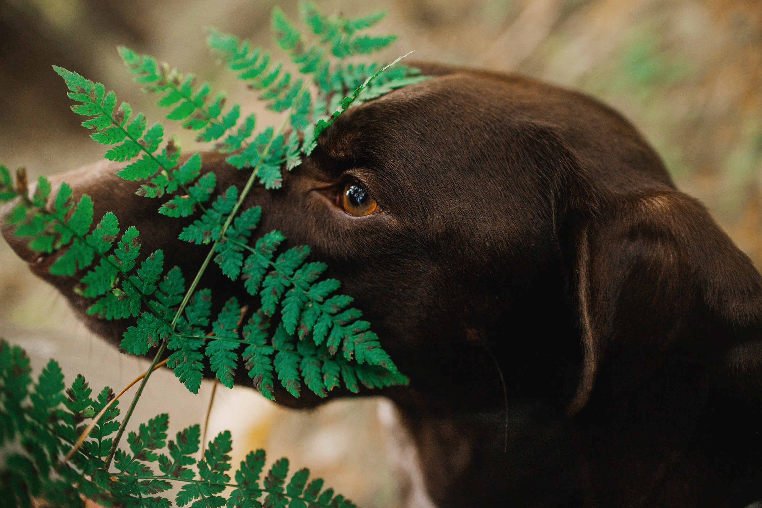 «Kasmach» dogs ammunition. Kaja | fotograf we Wrocławiu | ludzie i psy