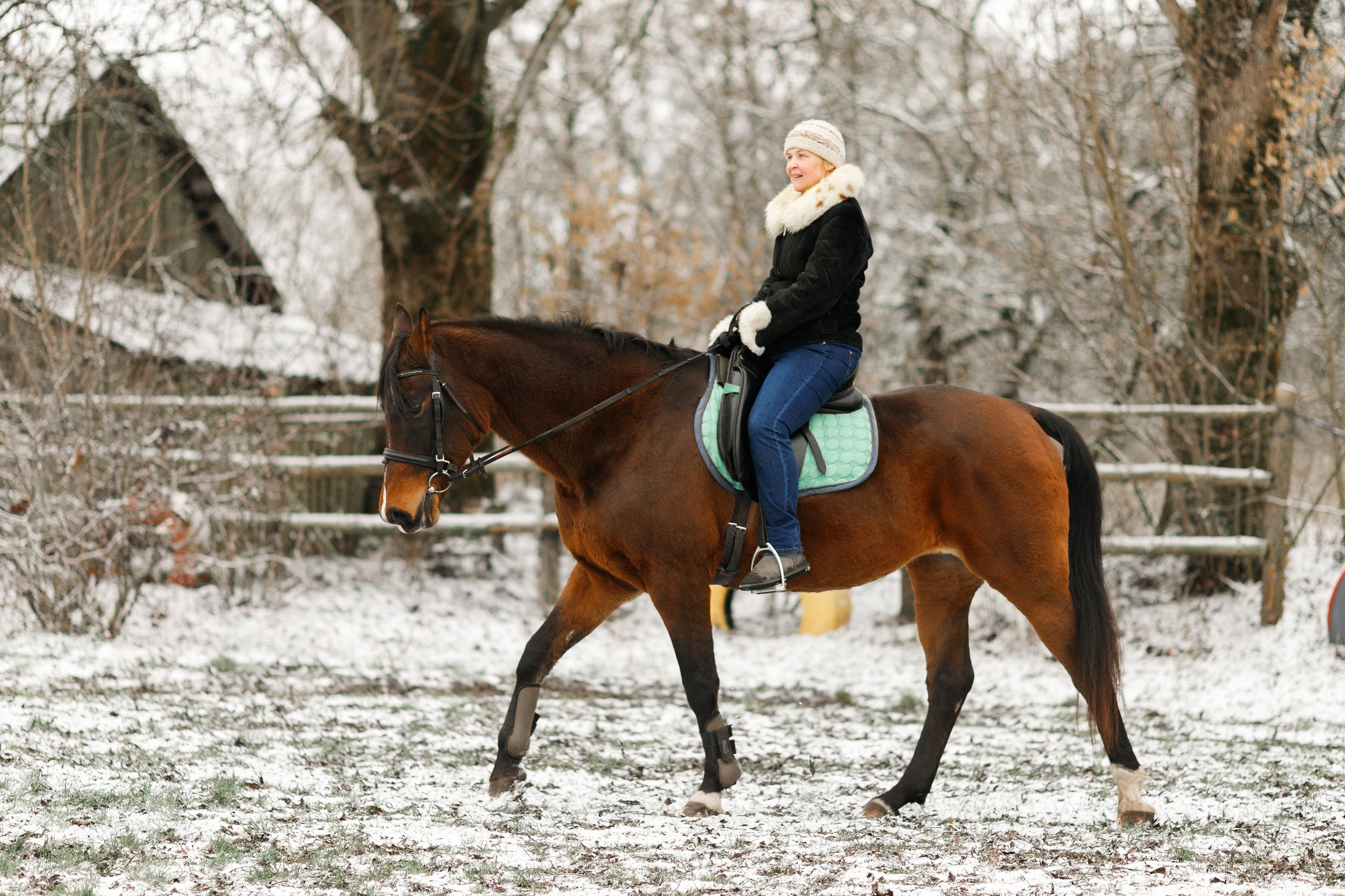 Winter stable. Kaja | fotograf psów we Wrocławiu