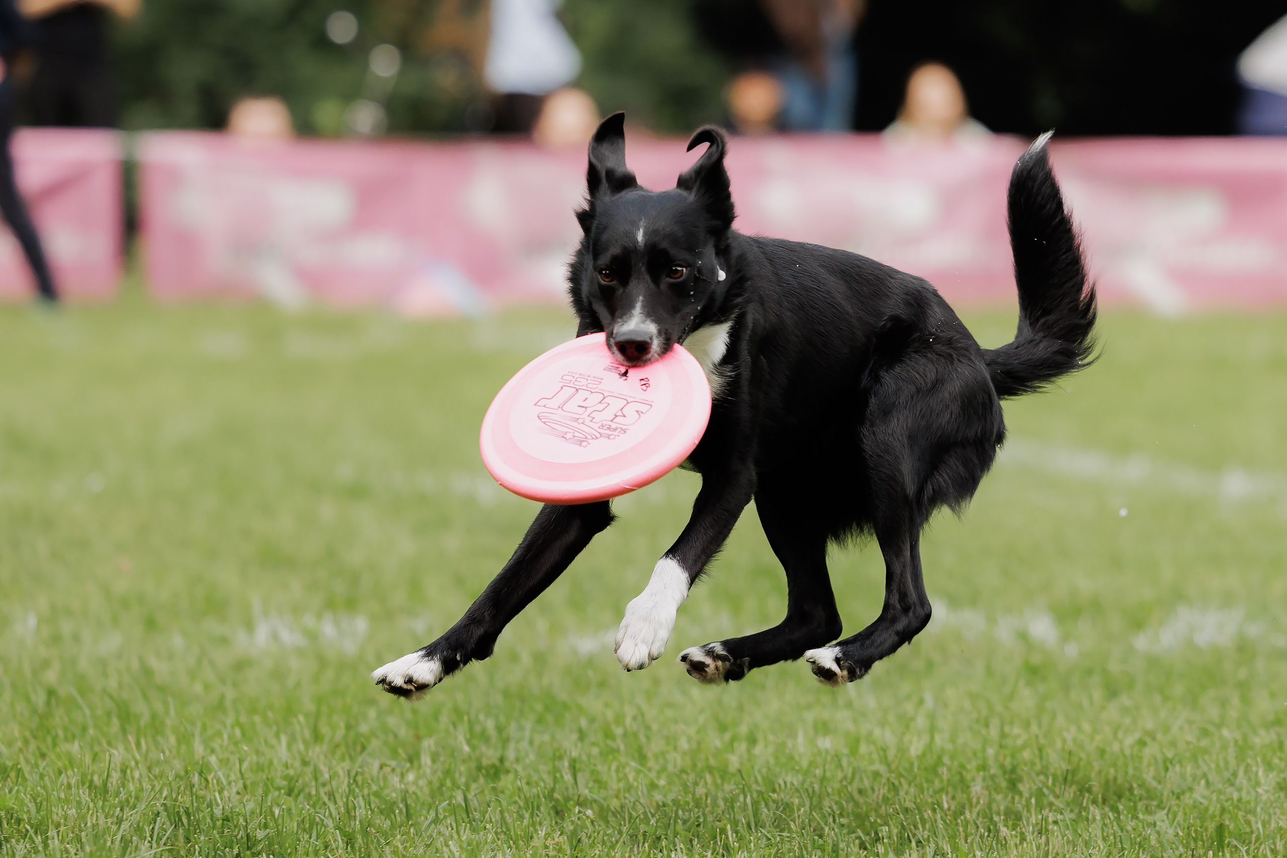 Latające psy, Wrocław'25. Kaja | fotograf psów we Wrocławiu
