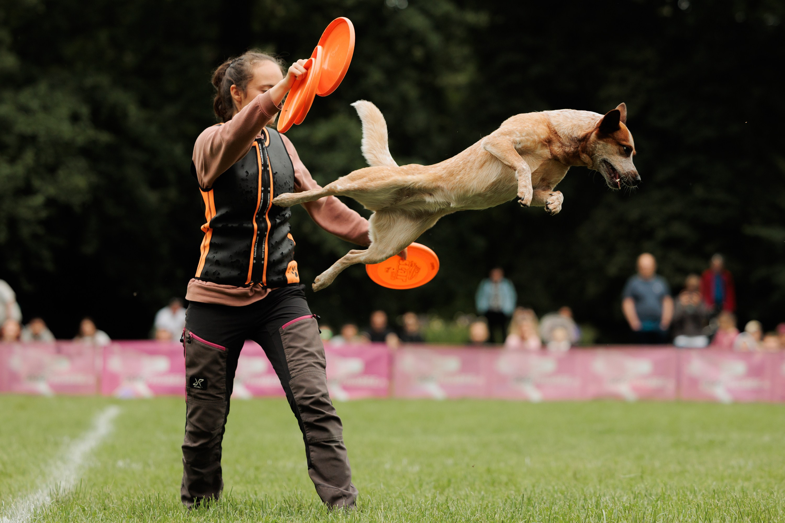 Latające psy, Wrocław'25. Kaja | fotograf psów we Wrocławiu