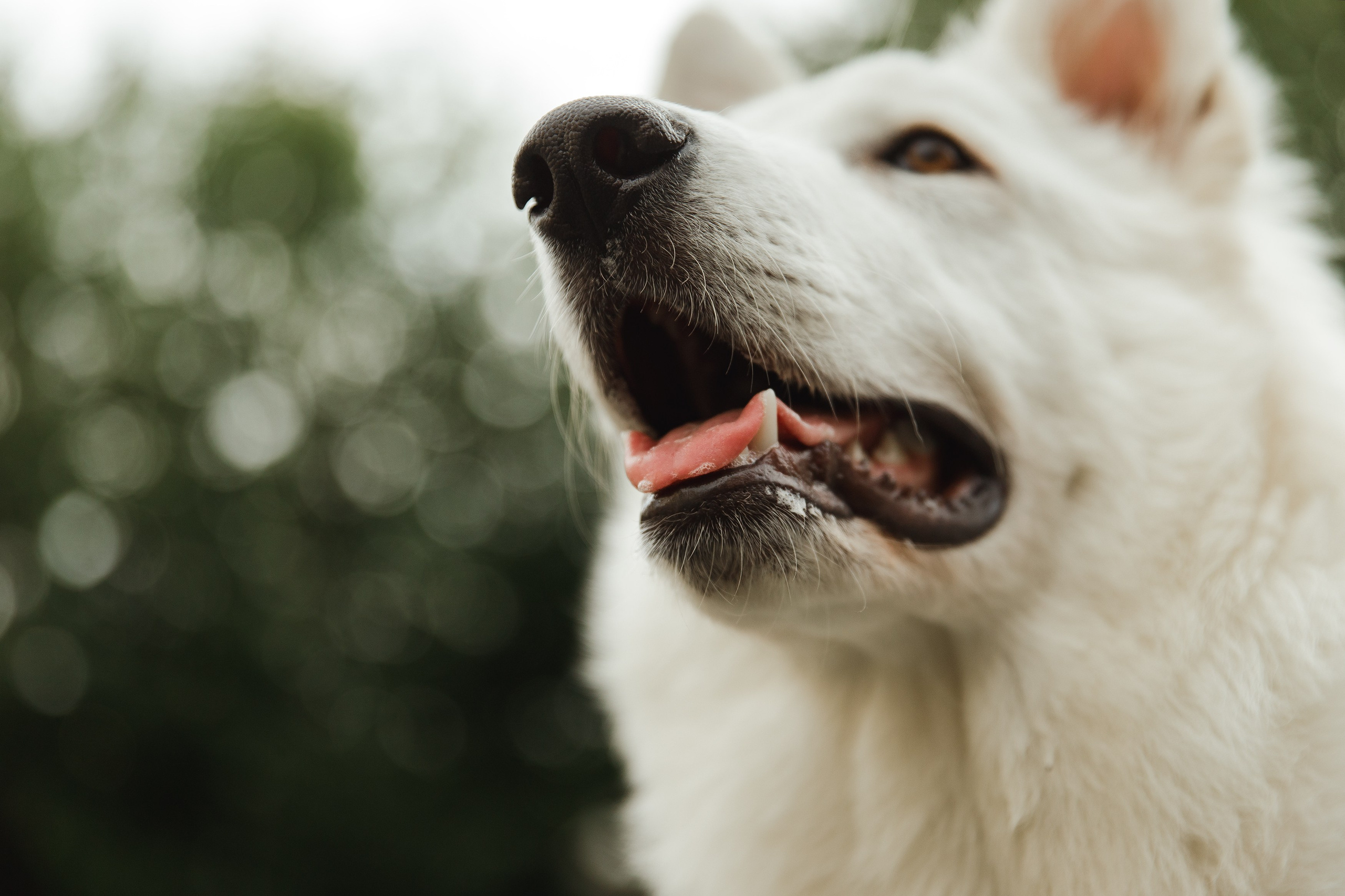 Astra in Leipzig. Kaja | fotograf we Wrocławiu | ludzie i psy