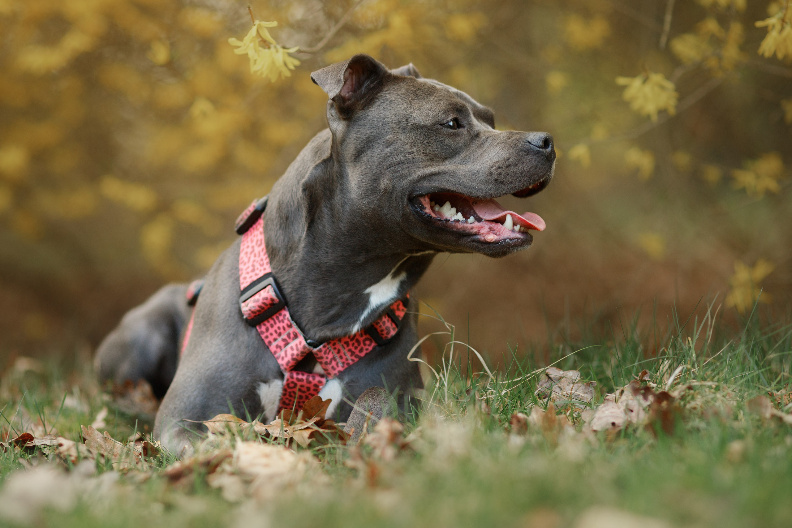 Bombka. Kaja | fotograf we Wrocławiu | ludzie i psy