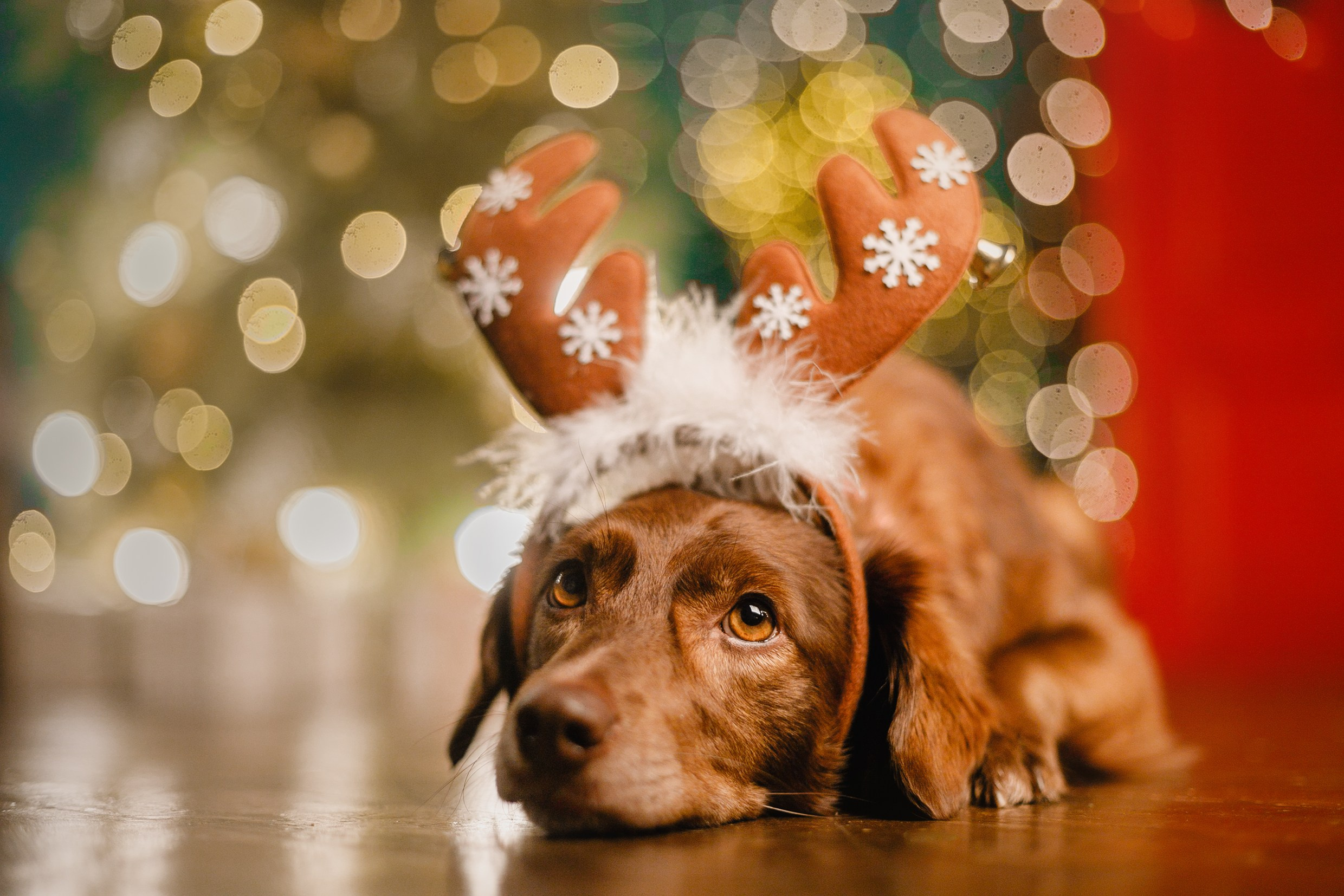 Lana, Edgar and Mucha | new year studio. Kaja | fotograf psów we Wrocławiu