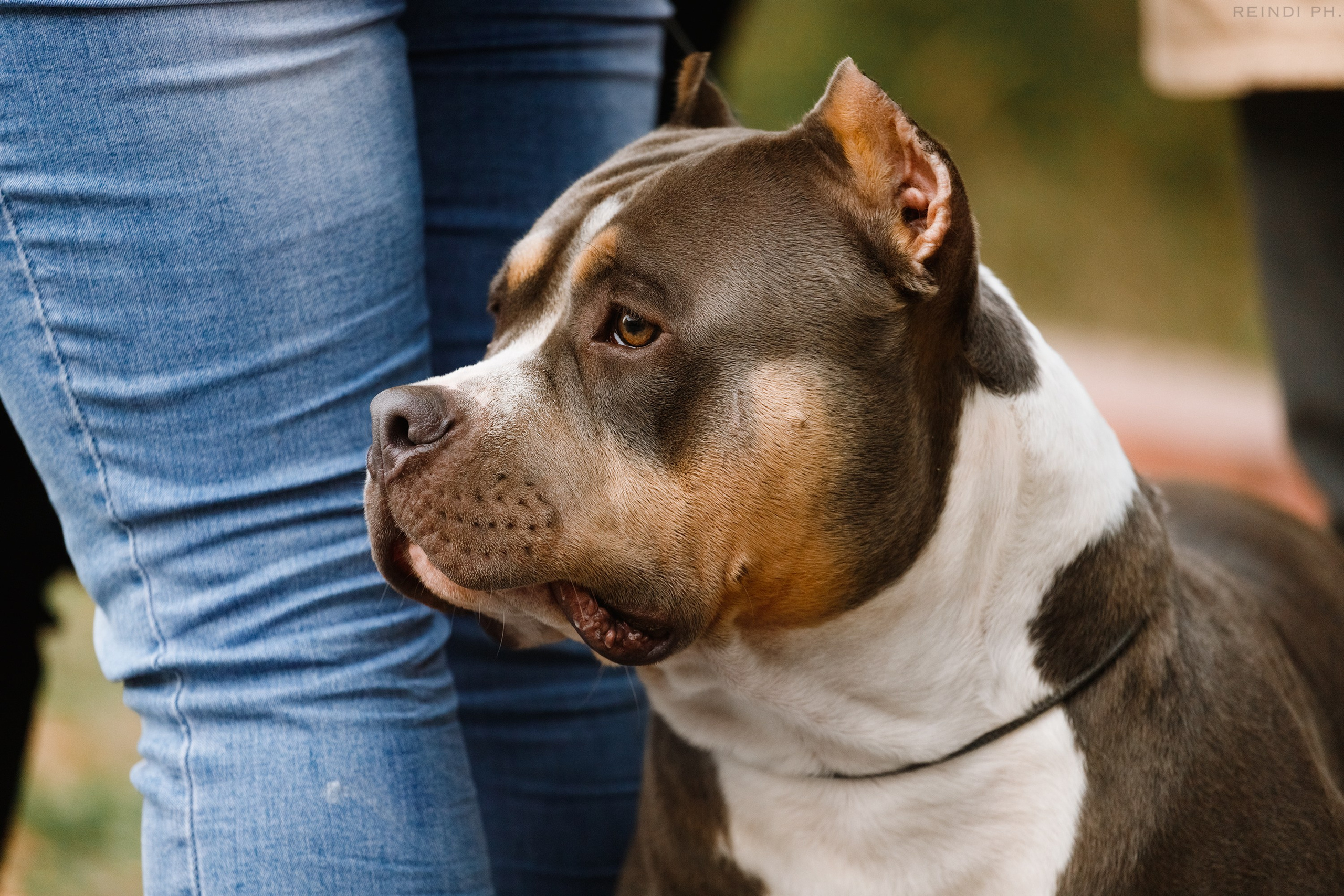 «Argus» dog show in Brest. Kaja | fotograf we Wrocławiu | ludzie i psy