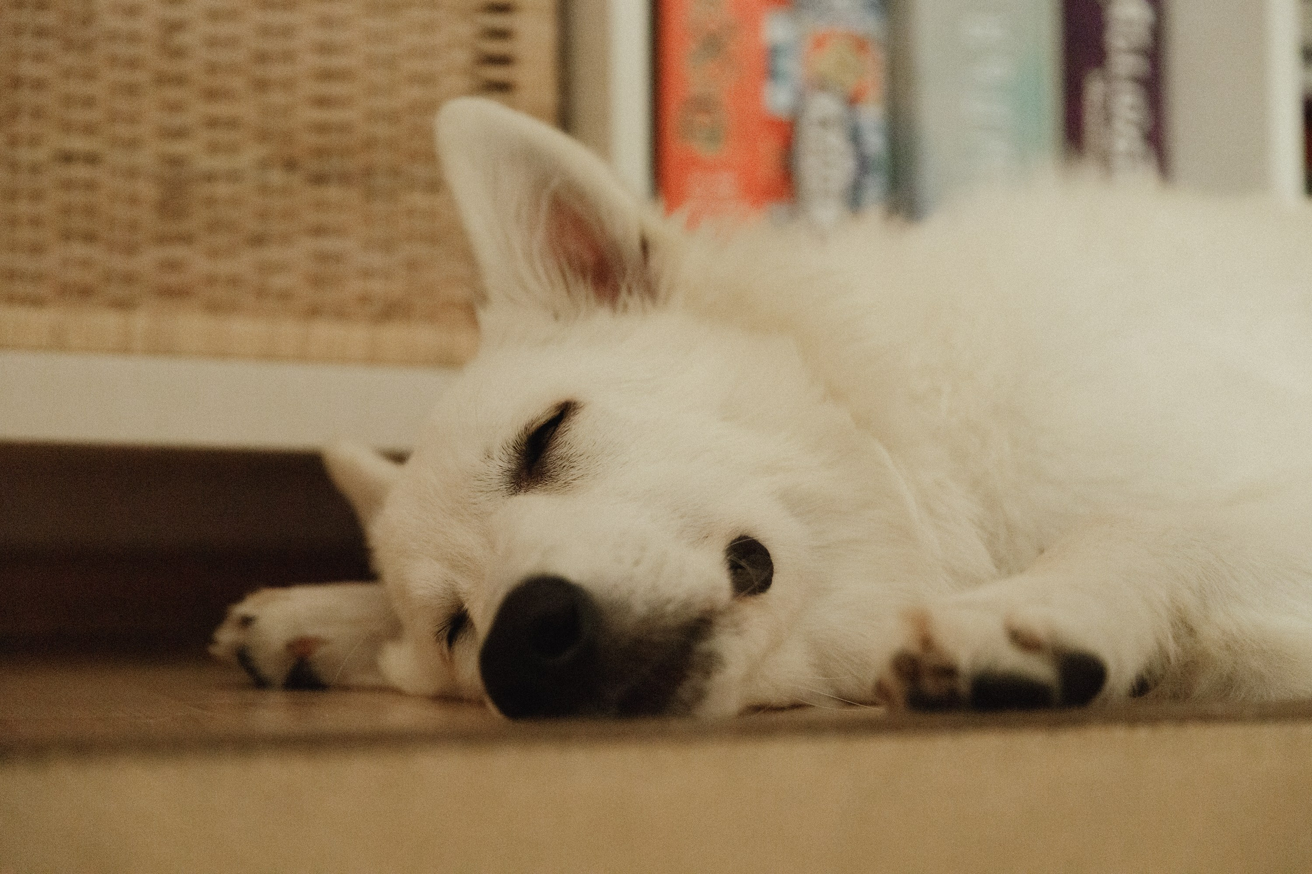 Astra in Leipzig. Kaja | fotograf we Wrocławiu | ludzie i psy