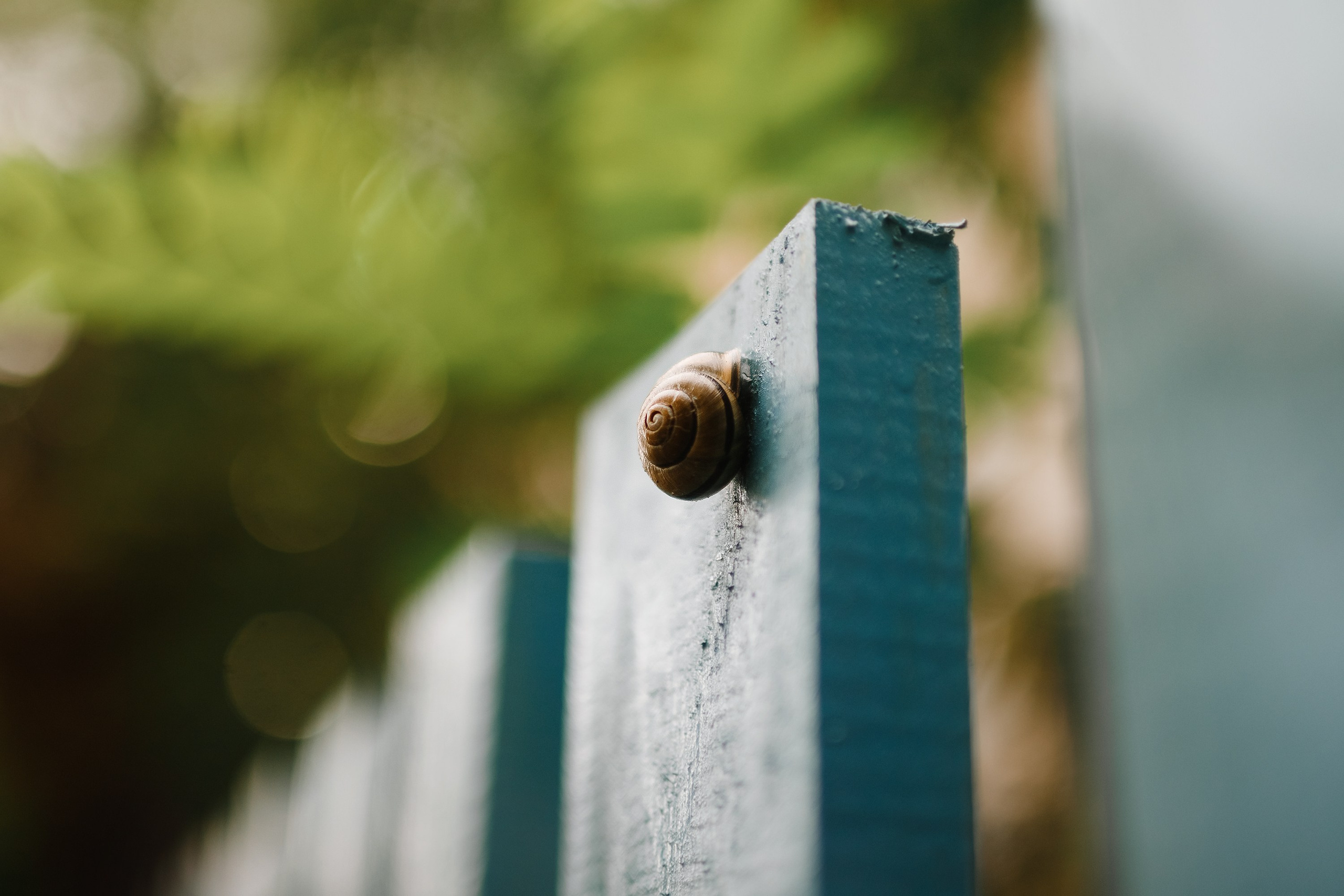 Grodno. Kaja | fotograf we Wrocławiu | ludzie i psy