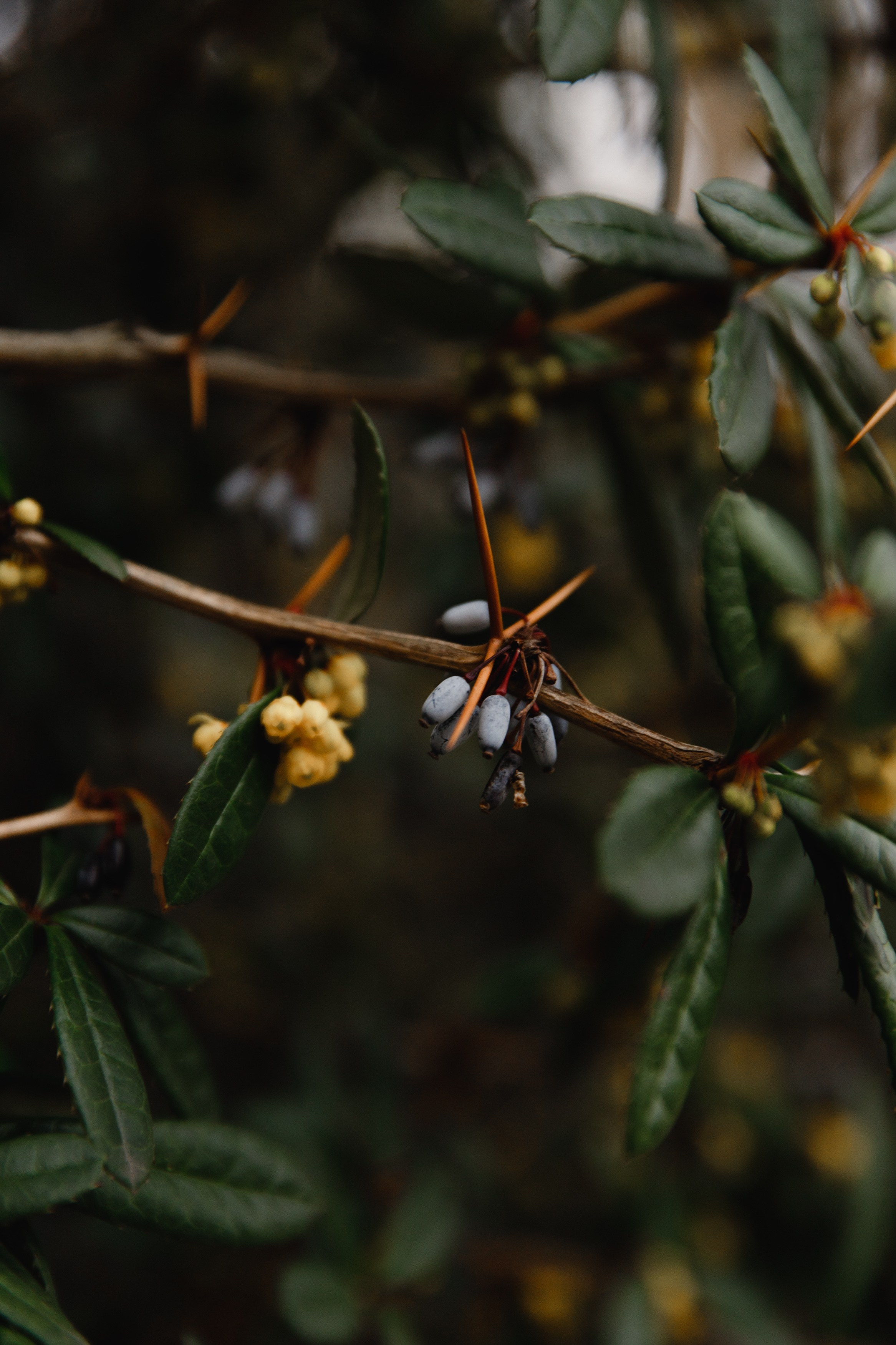 Botanical garden in Wroclaw. Kaja | fotograf we Wrocławiu | ludzie i psy