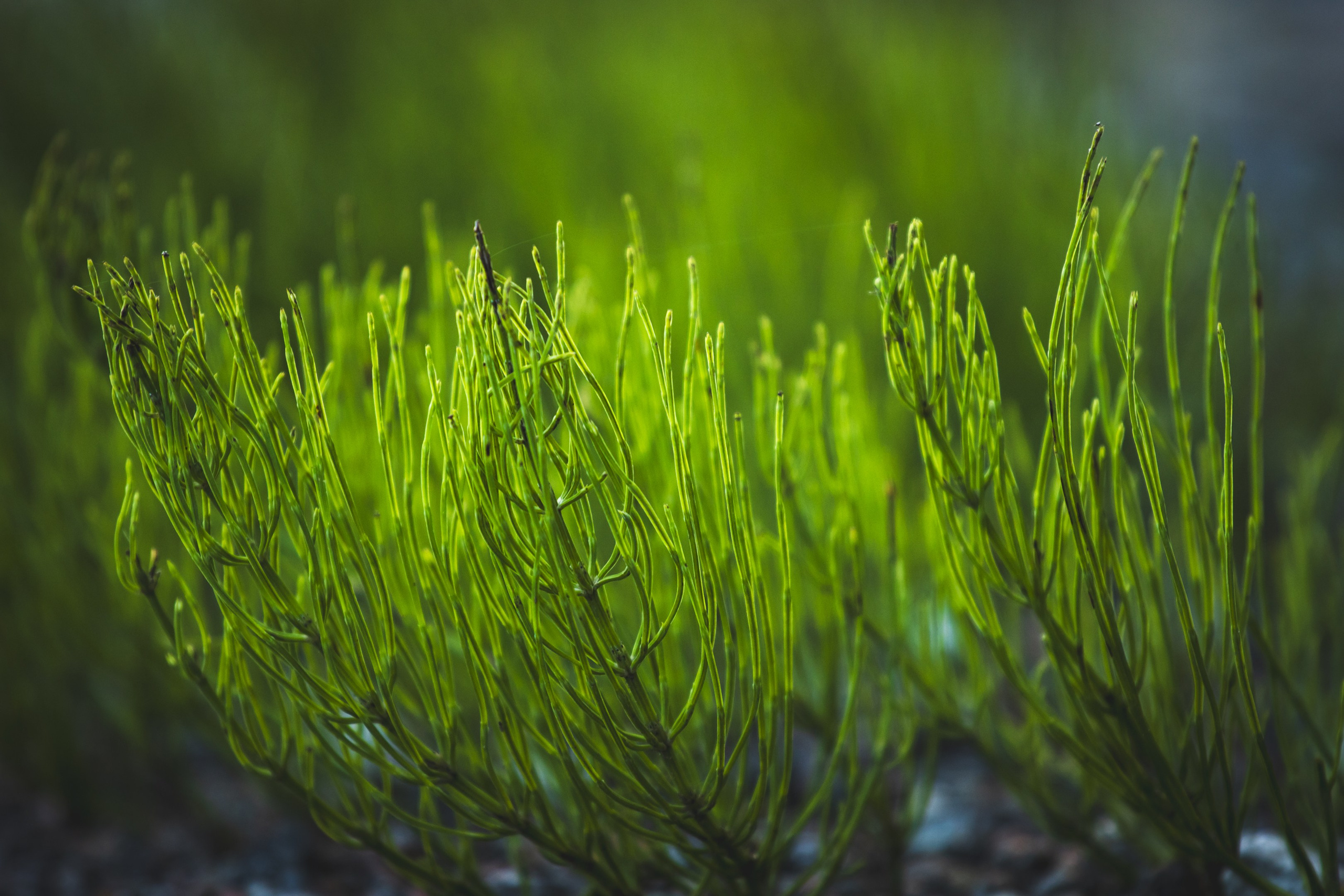 Jalgrattasõit ümbruskonnas. Nebula 25 — Fotod teie hingele