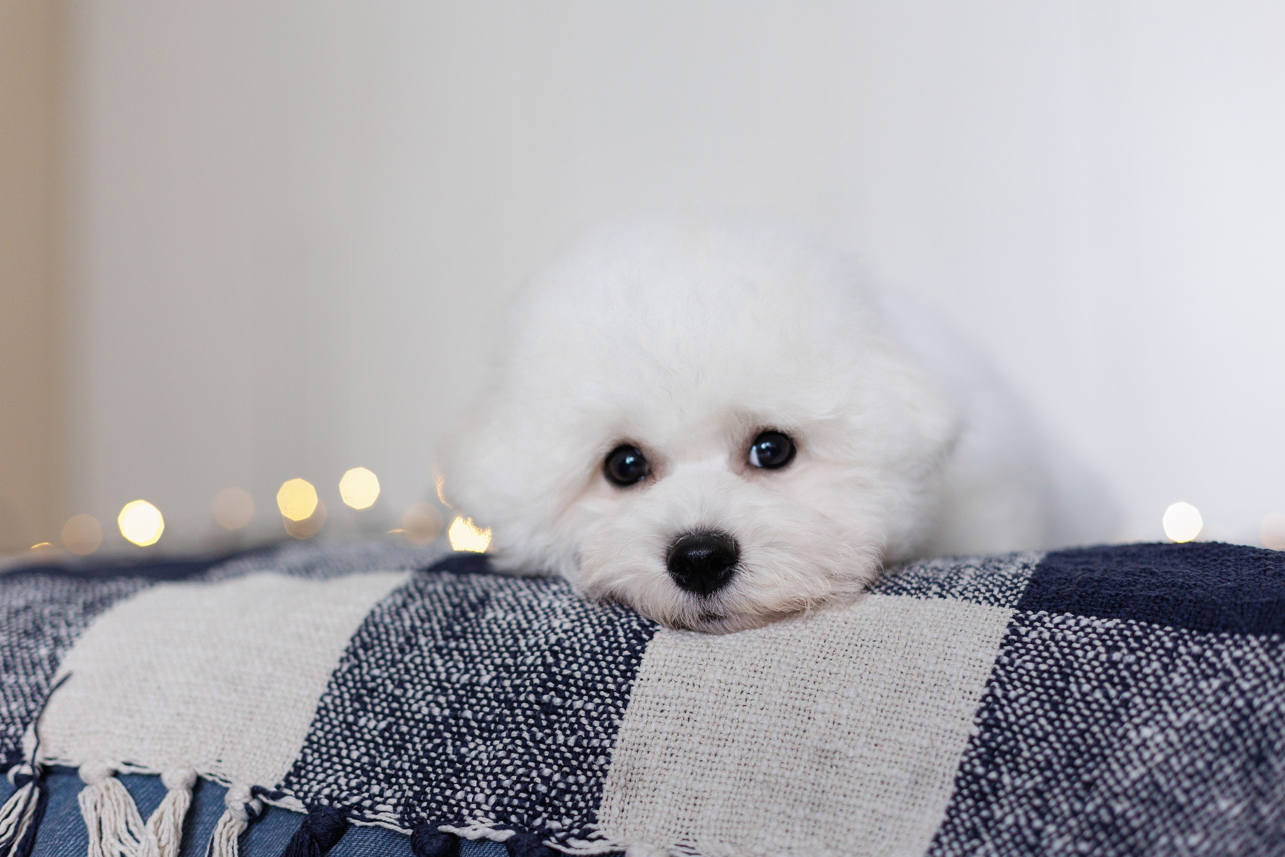 Sara's puppies. Семейный фотограф в Кишинёве Пулькина Ольга