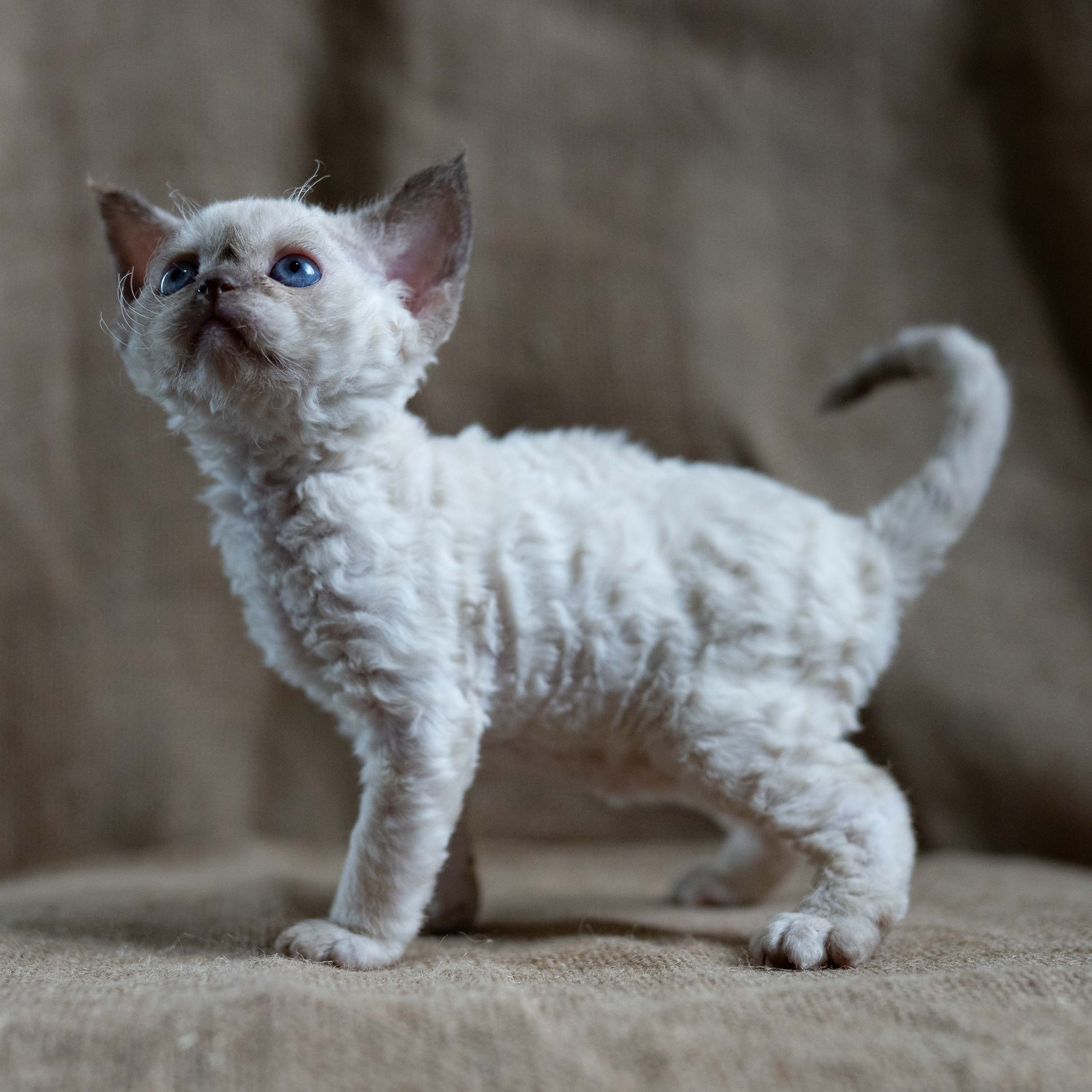 Luna, girl, born 12.20.2025. Devon Rex Pixie Cattery