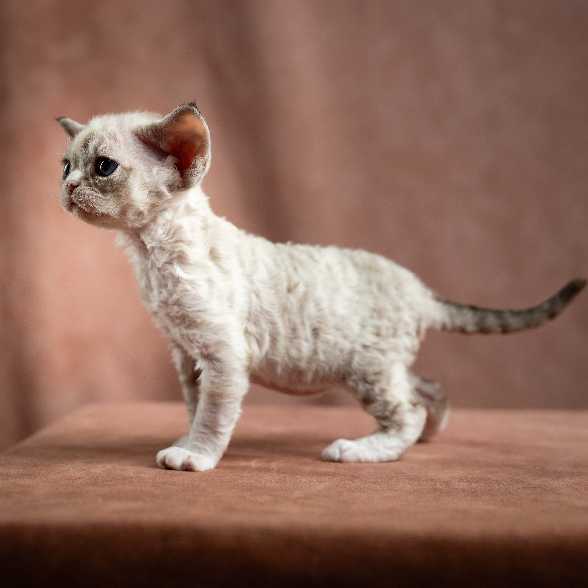 Nova, girl, born 01.17.26. Devon Rex Pixie Cattery