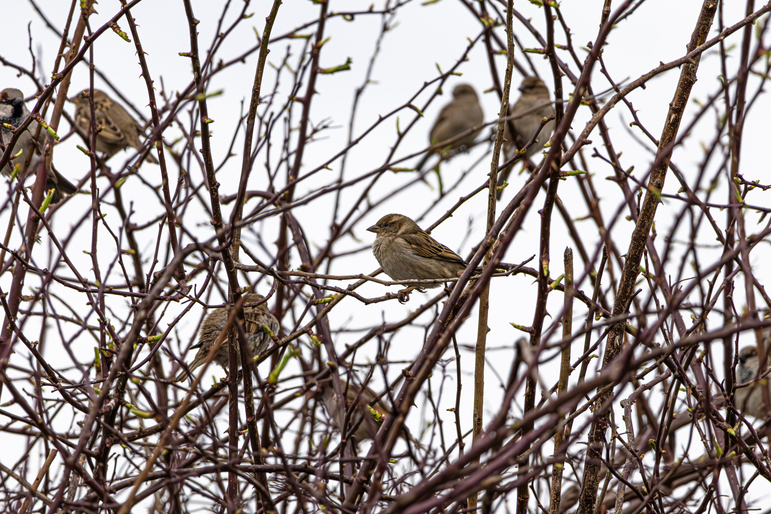 საგაზაფხულო გასეირნება წავკისისწყალის ხეობაში. FramefreeMan