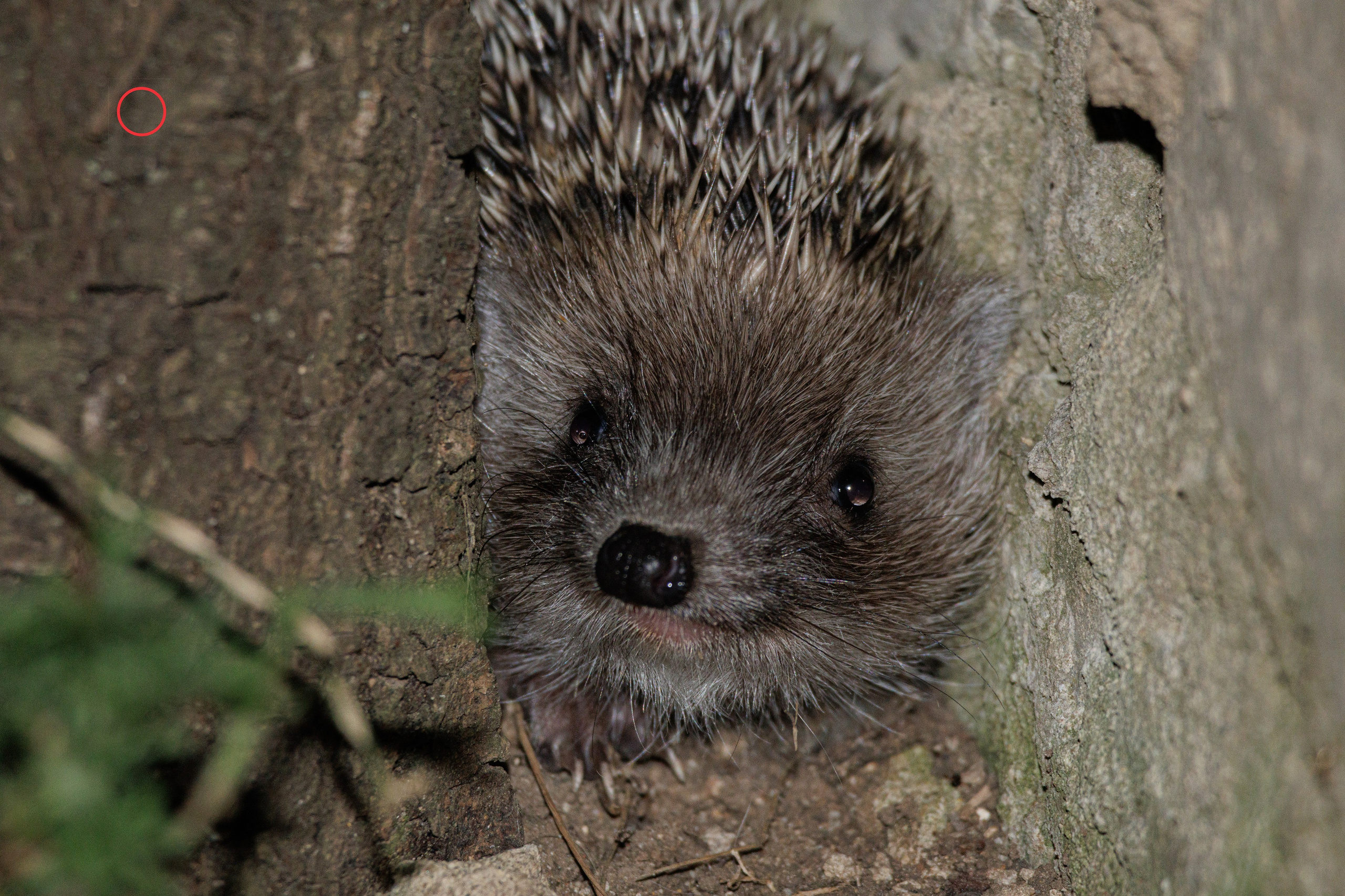 ბუნება. FramefreeMan