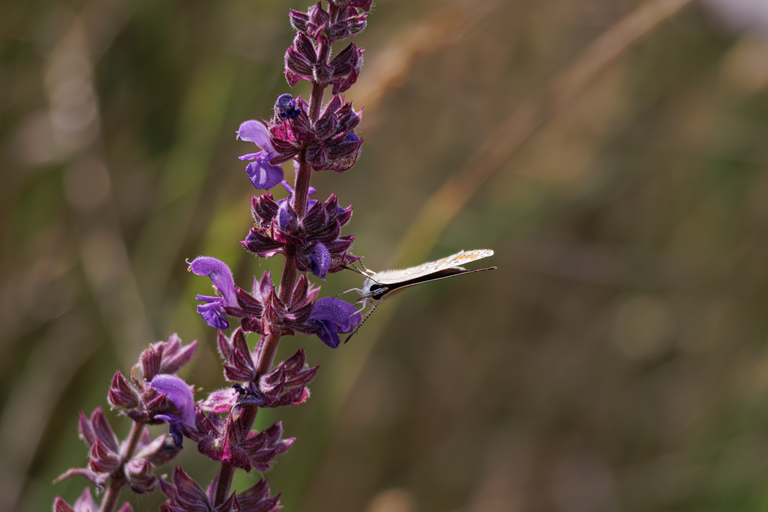 გასეირნება წავკისიდან ვაკის პარკამდე. FramefreeMan