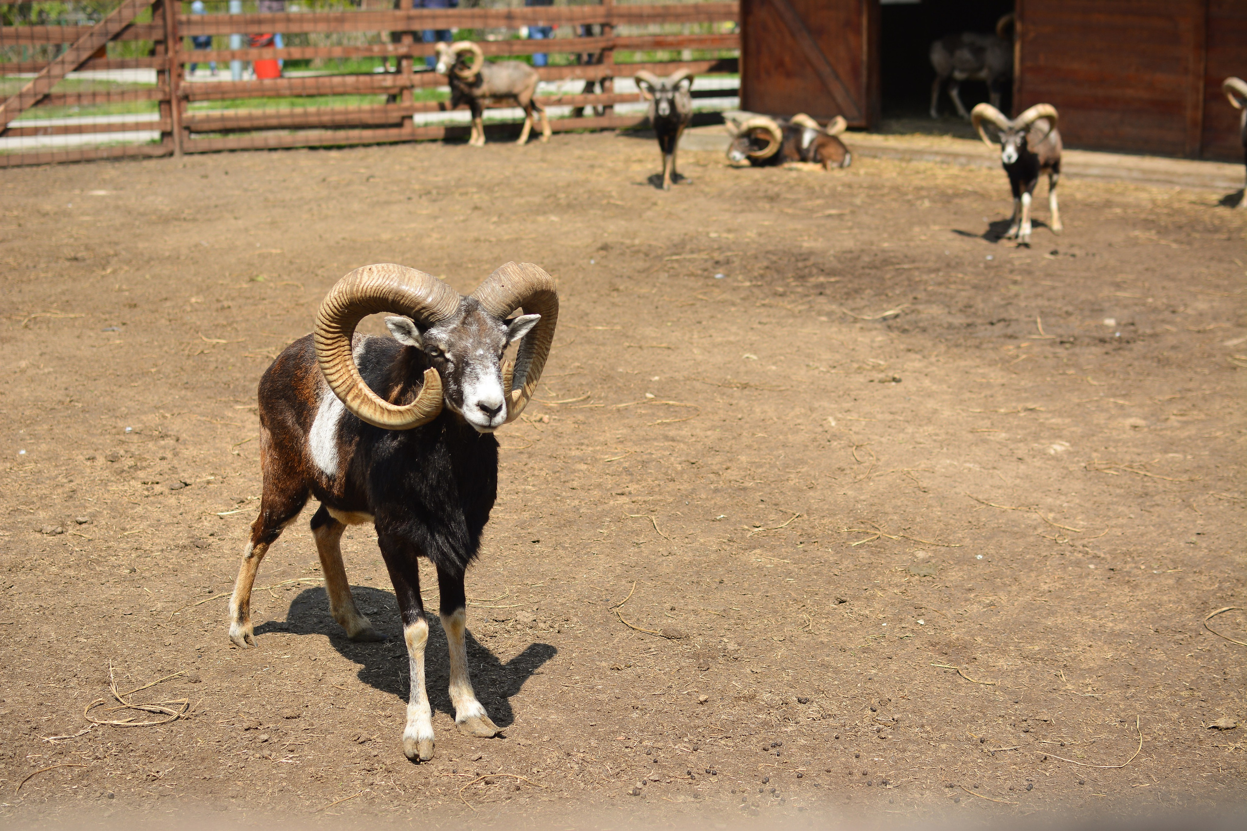 ~Animale si alte vietati~. Andreea Ivan art-Fotograf Constanta, Fotograf profesionist Constanta, Fotograf de nunta Constanta, botez, sedinte foto cu tematica, portret