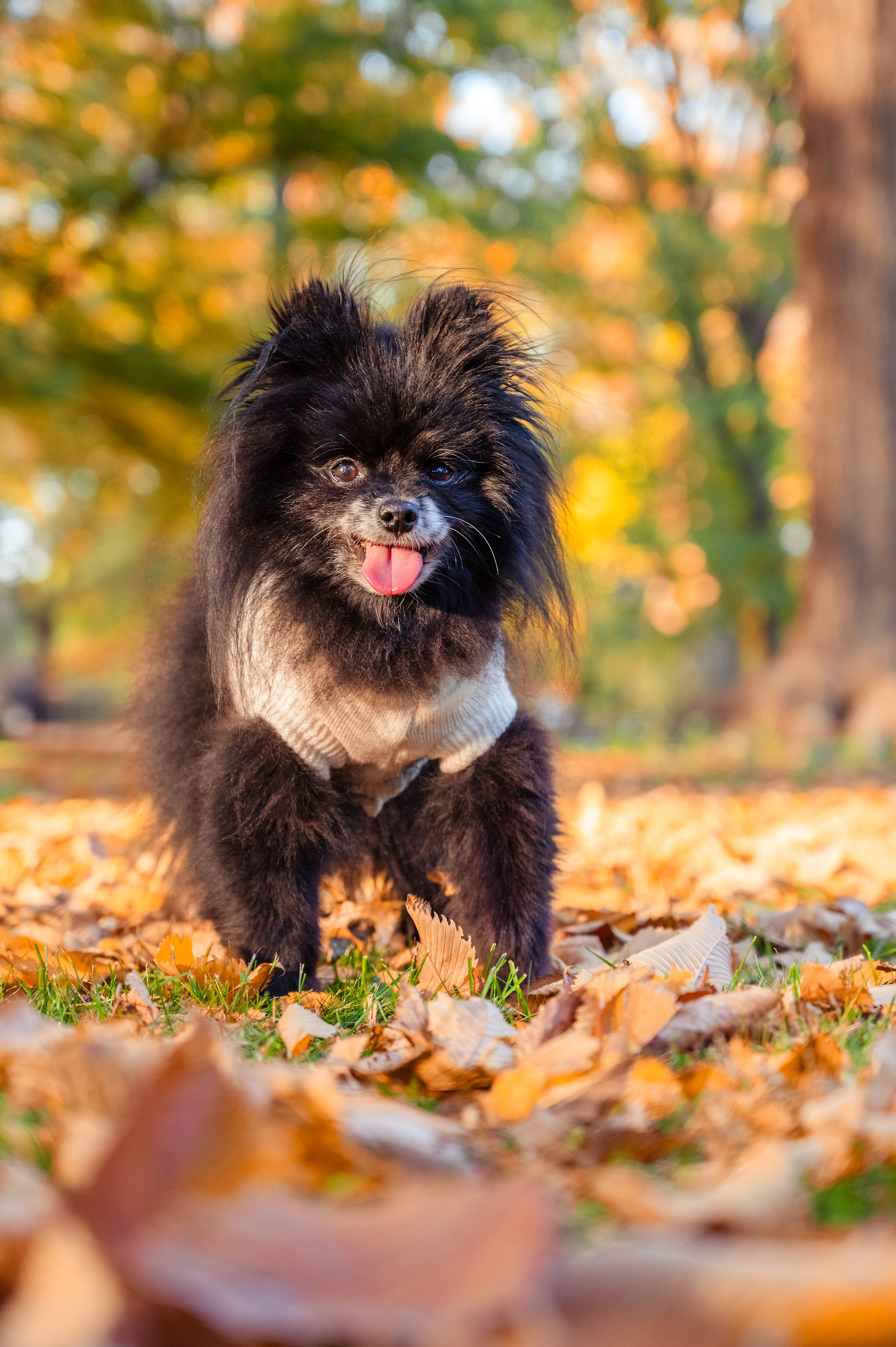 Individual photo shoot. Alena Galieva New York Photographer