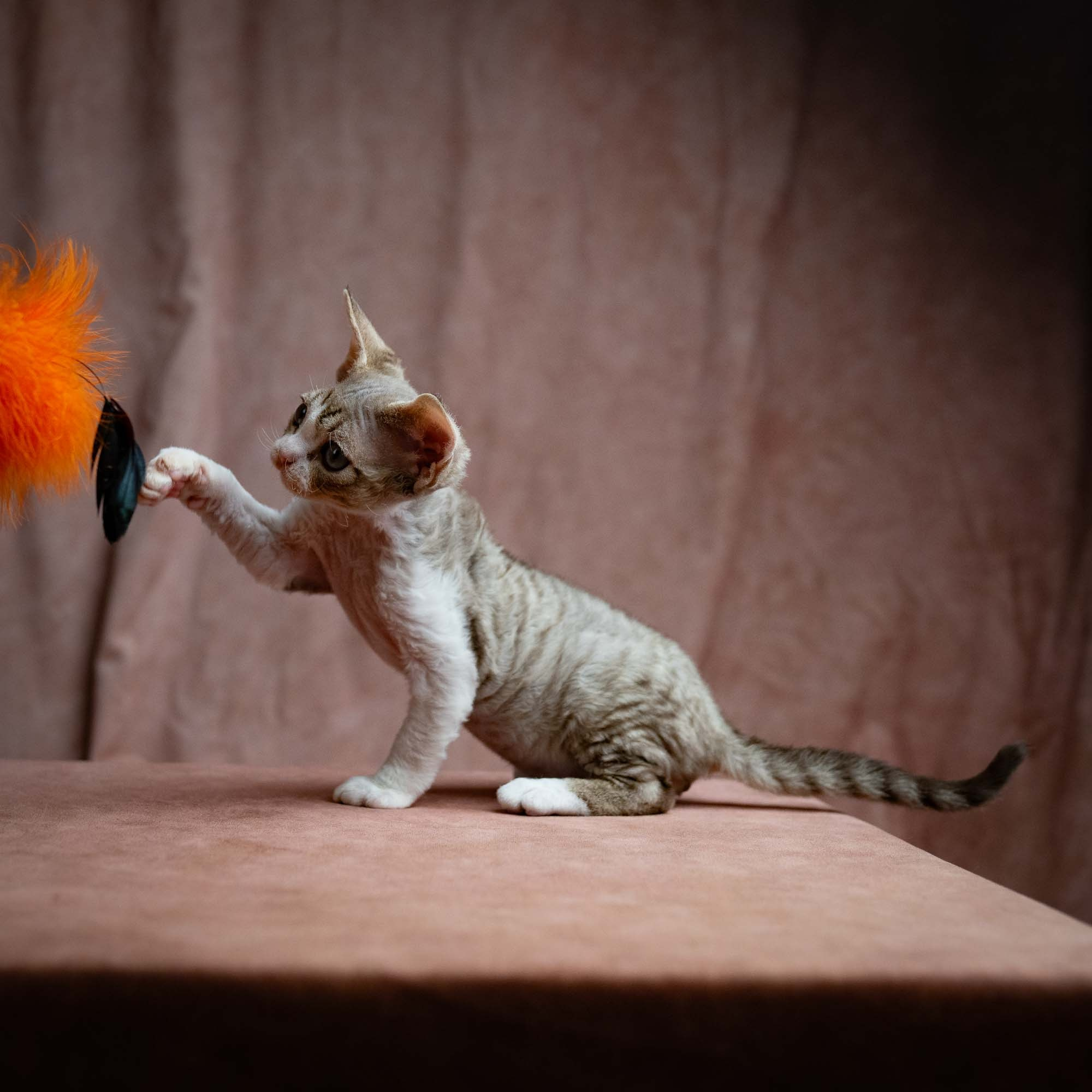 Sebastian, boy, born 05.15.26. Devon Rex Pixie Cattery