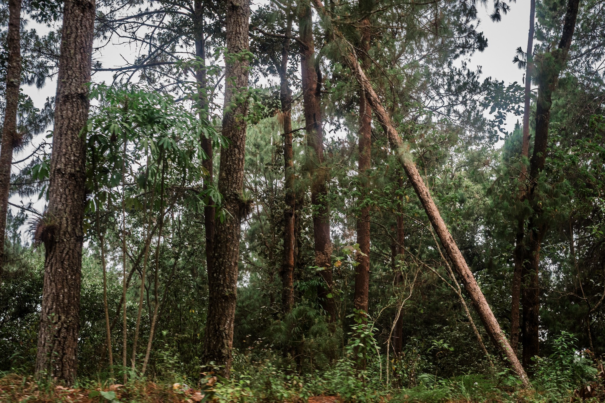 Bosques de San Cristóbal. 2025. Fotógrafo en Villahermosa | ERALPUCHE