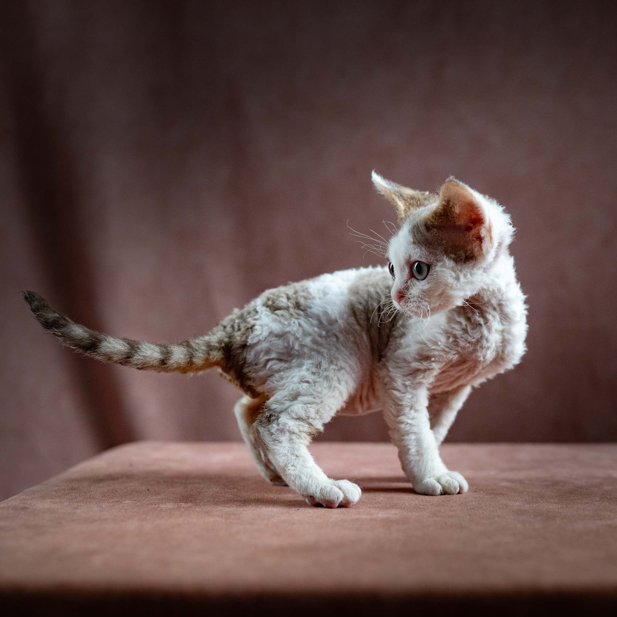 Hector,  boy, born 04.20.25. Devon Rex Pixie Cattery