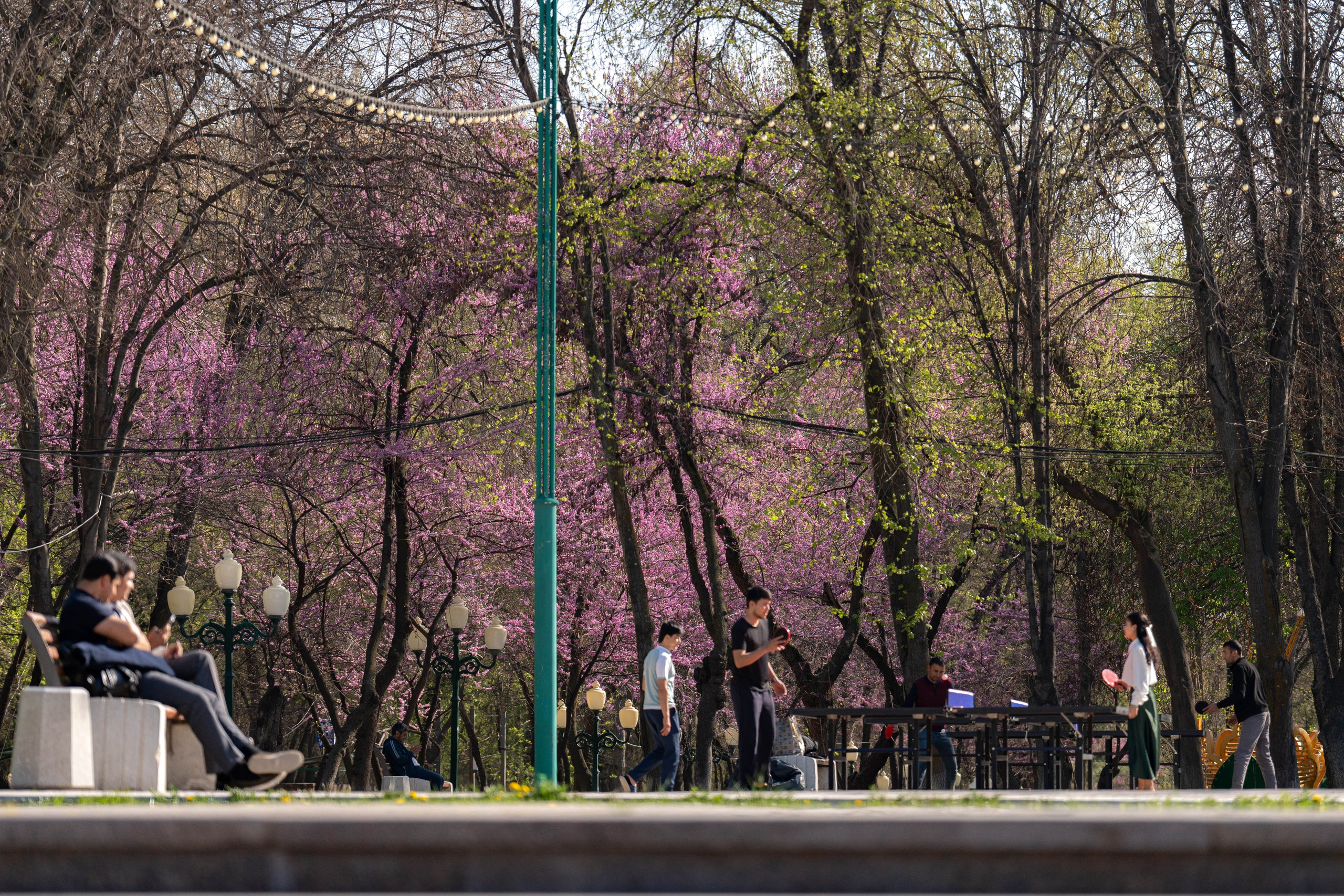 Весенний вайб Ташкента. Георгий Намазов | Фотограф в Ташкенте