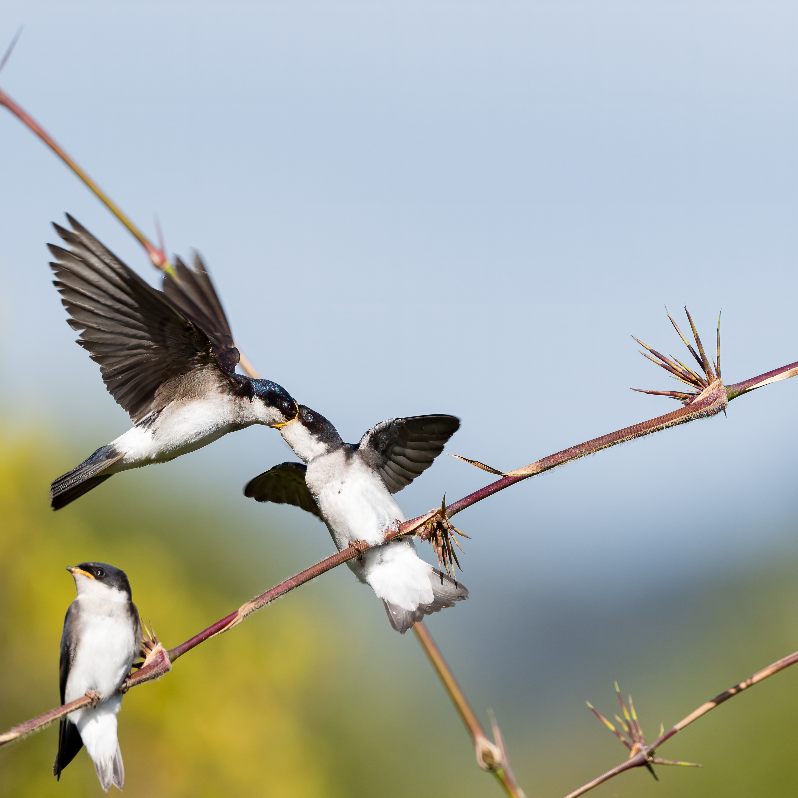 Golondrina Chilena. Avesdevaldivia