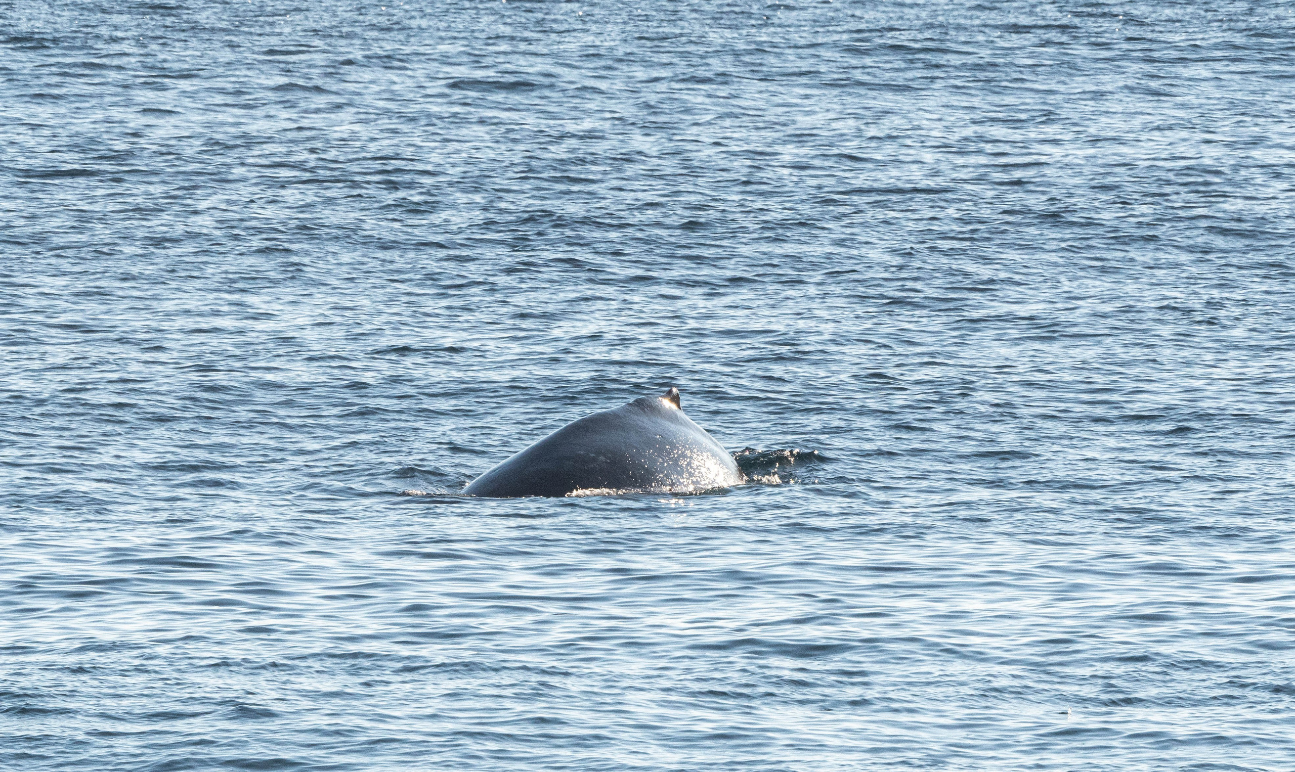 Ballena Jorobada. Avesdevaldivia
