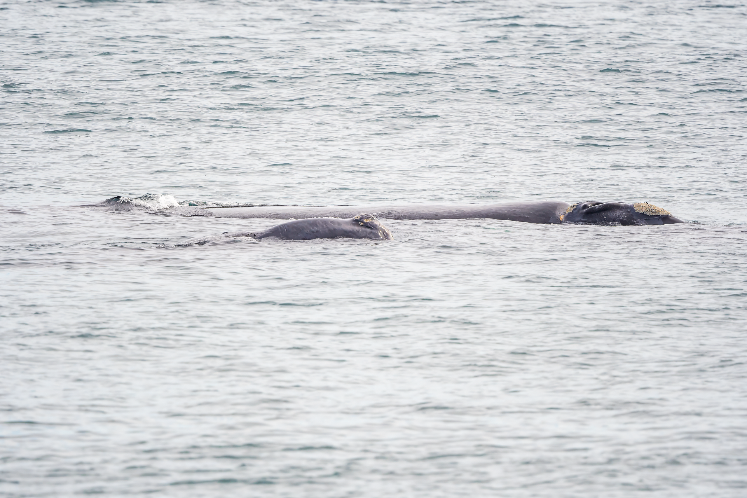 Ballena Franca Austral. Avesdevaldivia
