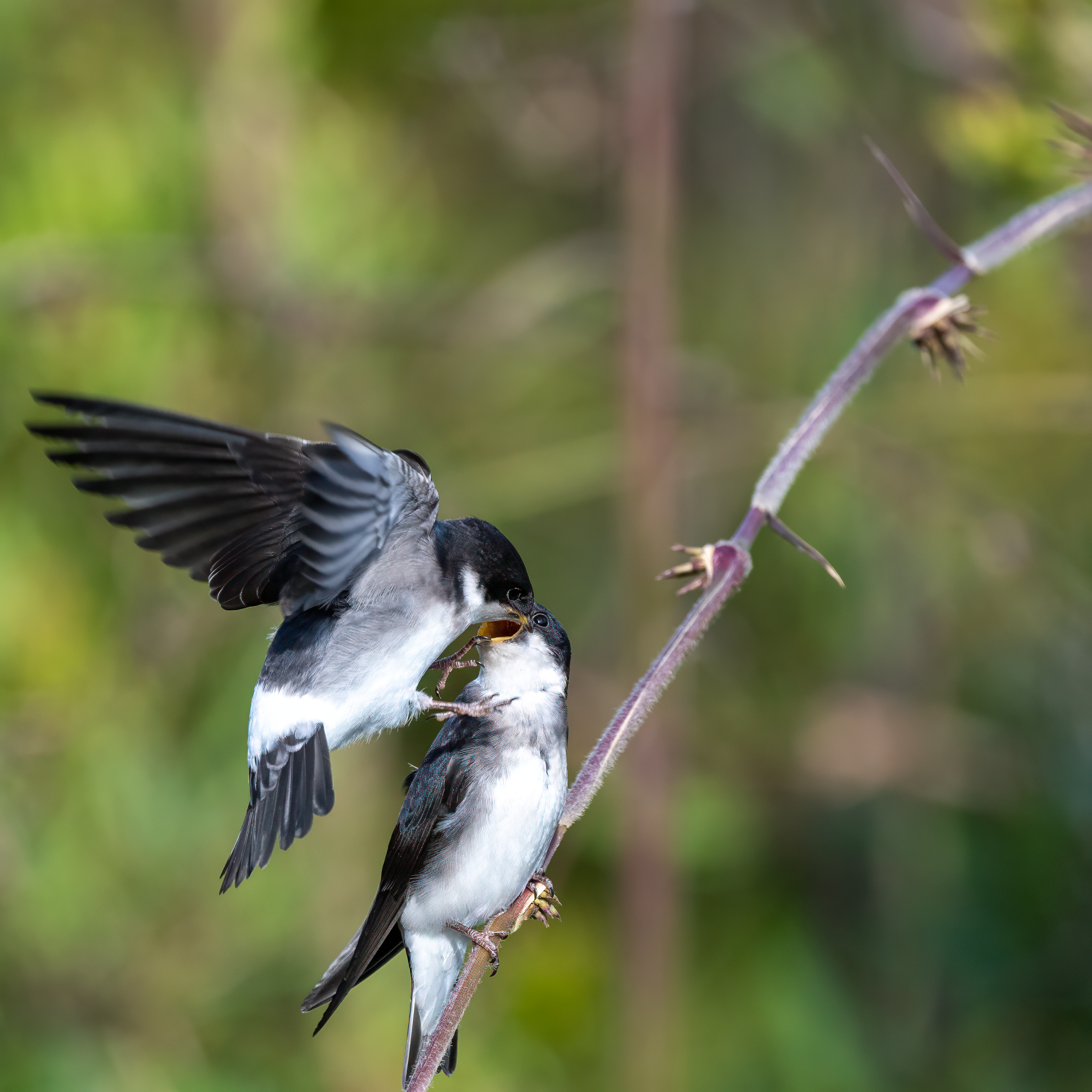 Golondrina Chilena. Avesdevaldivia