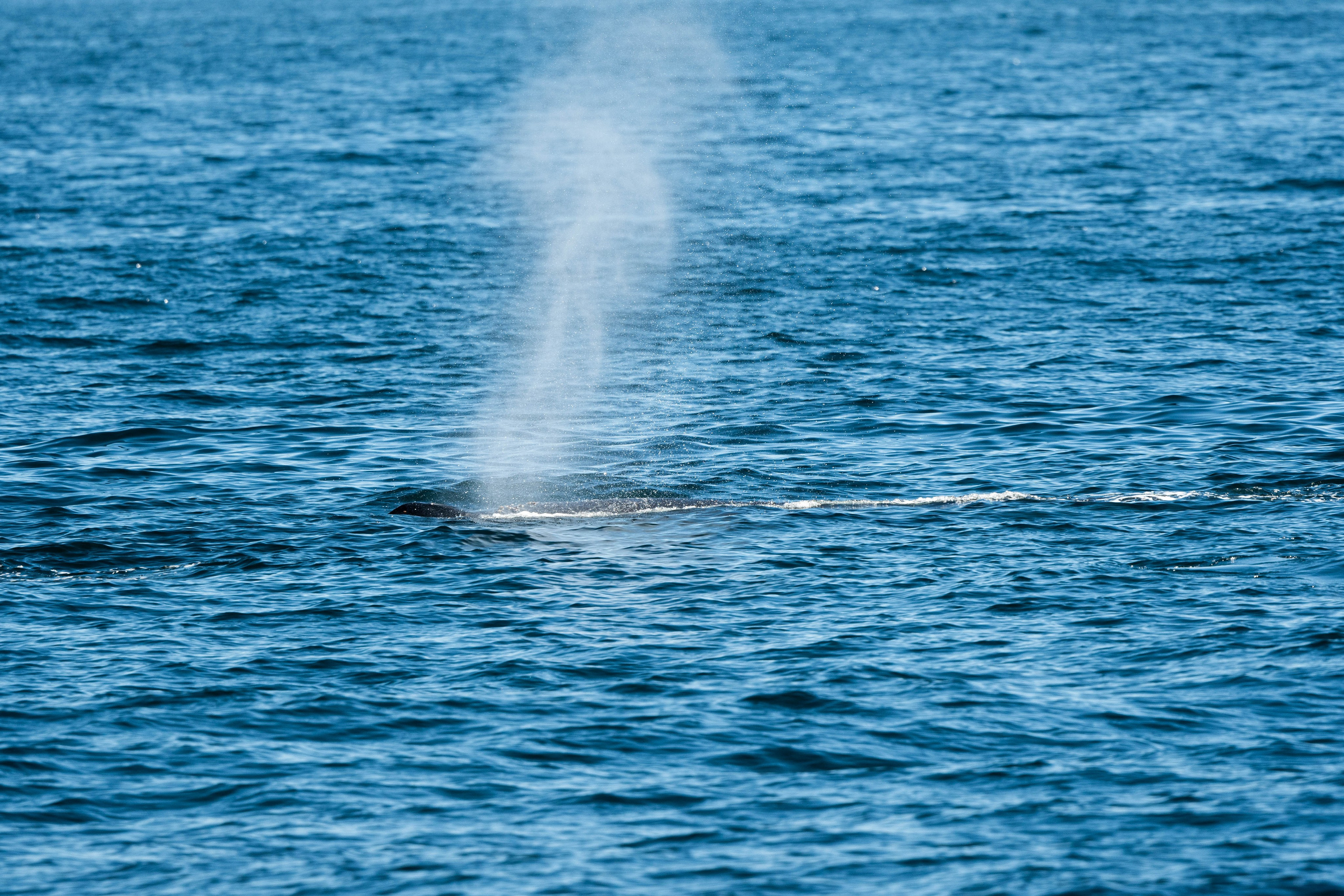 Ballena Jorobada. Avesdevaldivia